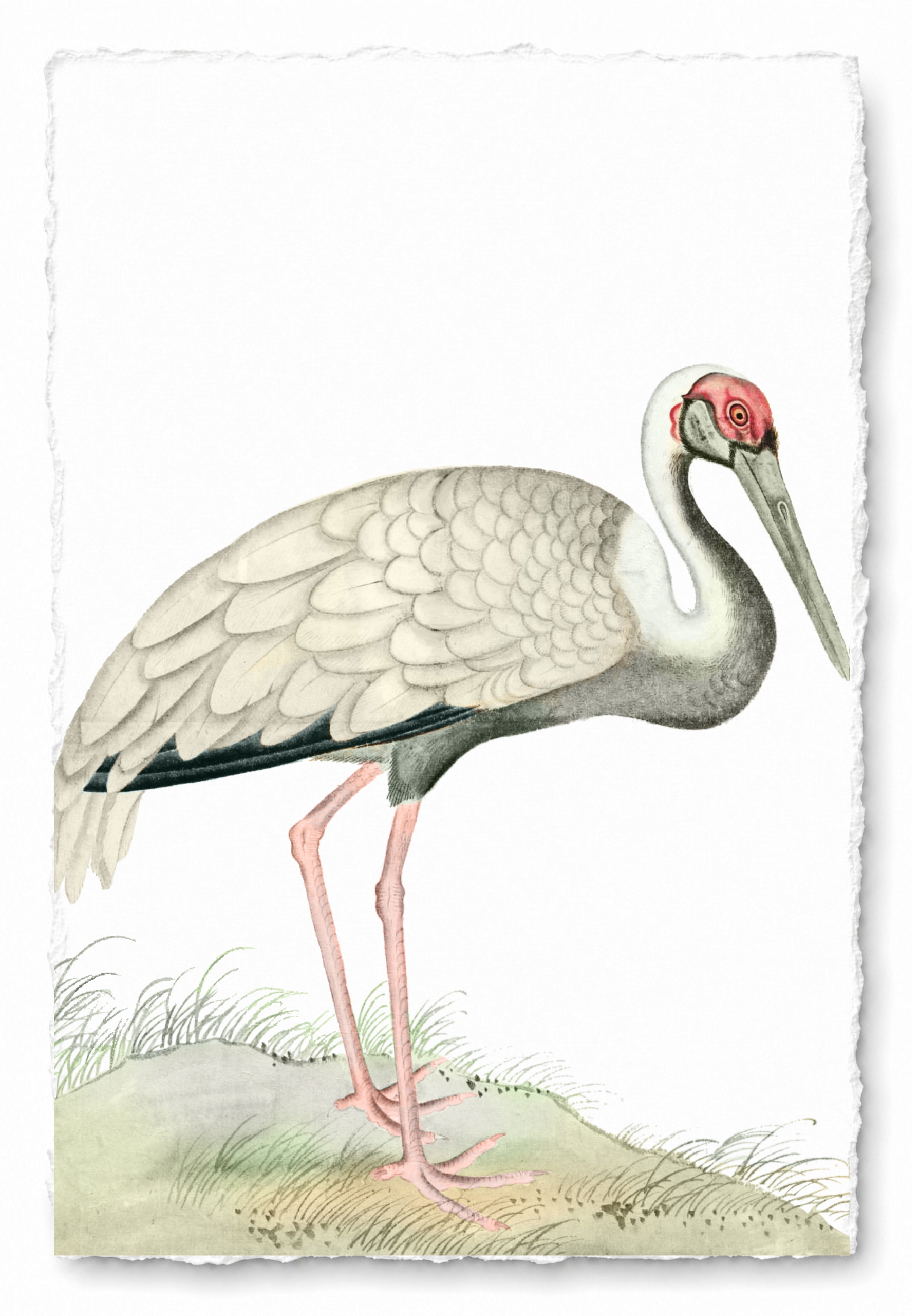 JAPANESE BIRDS 18