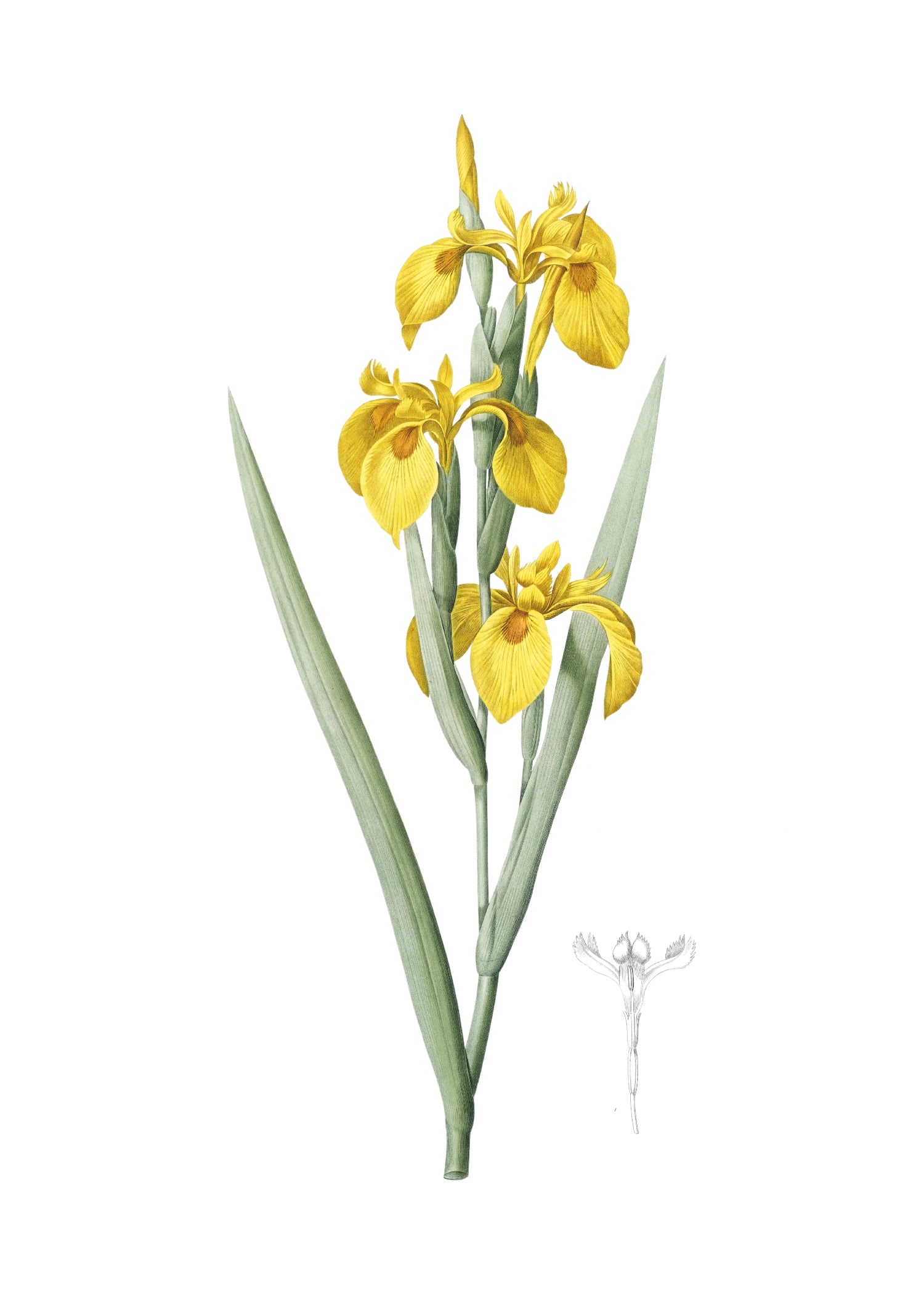 LILY 106