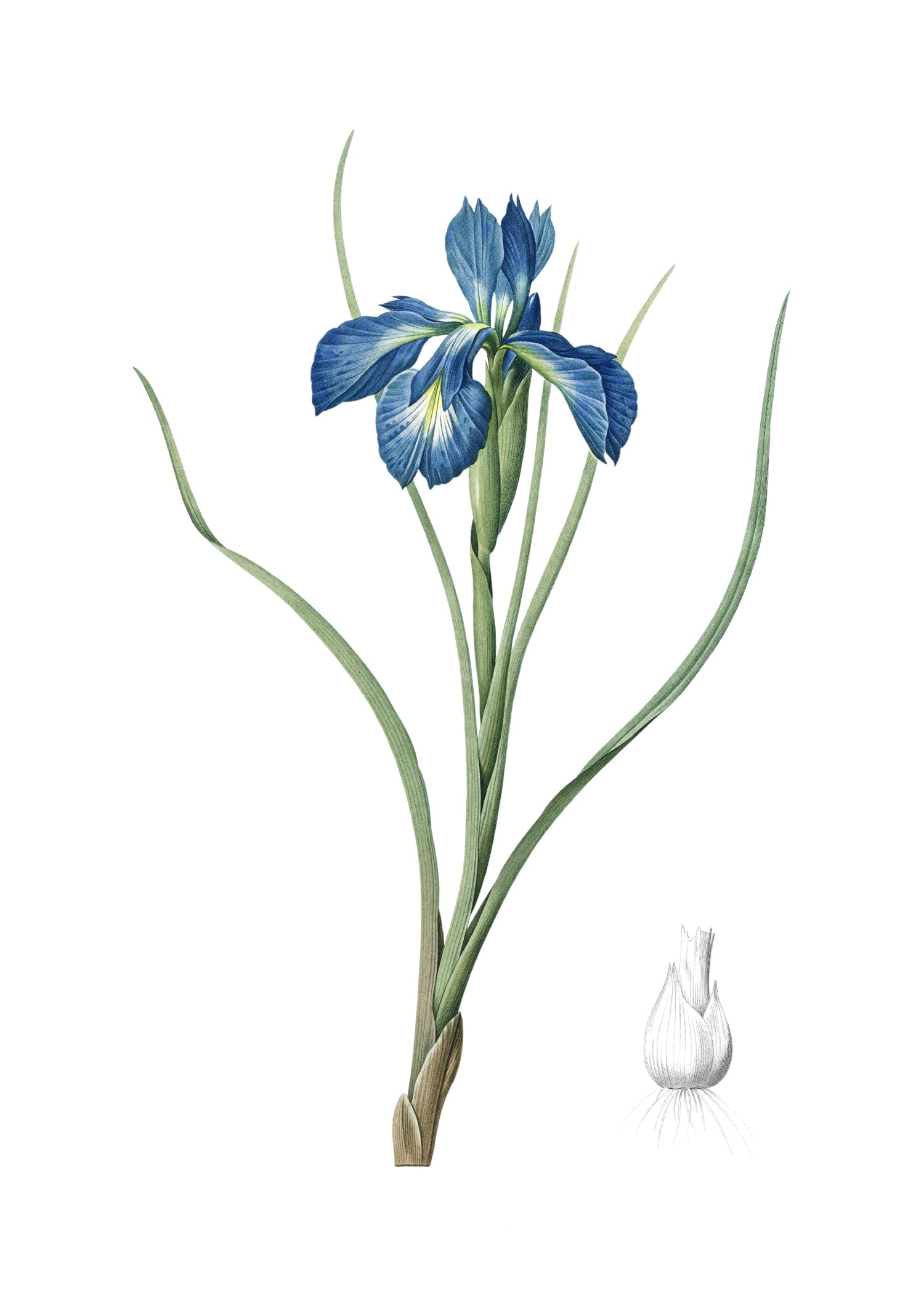LILY 111