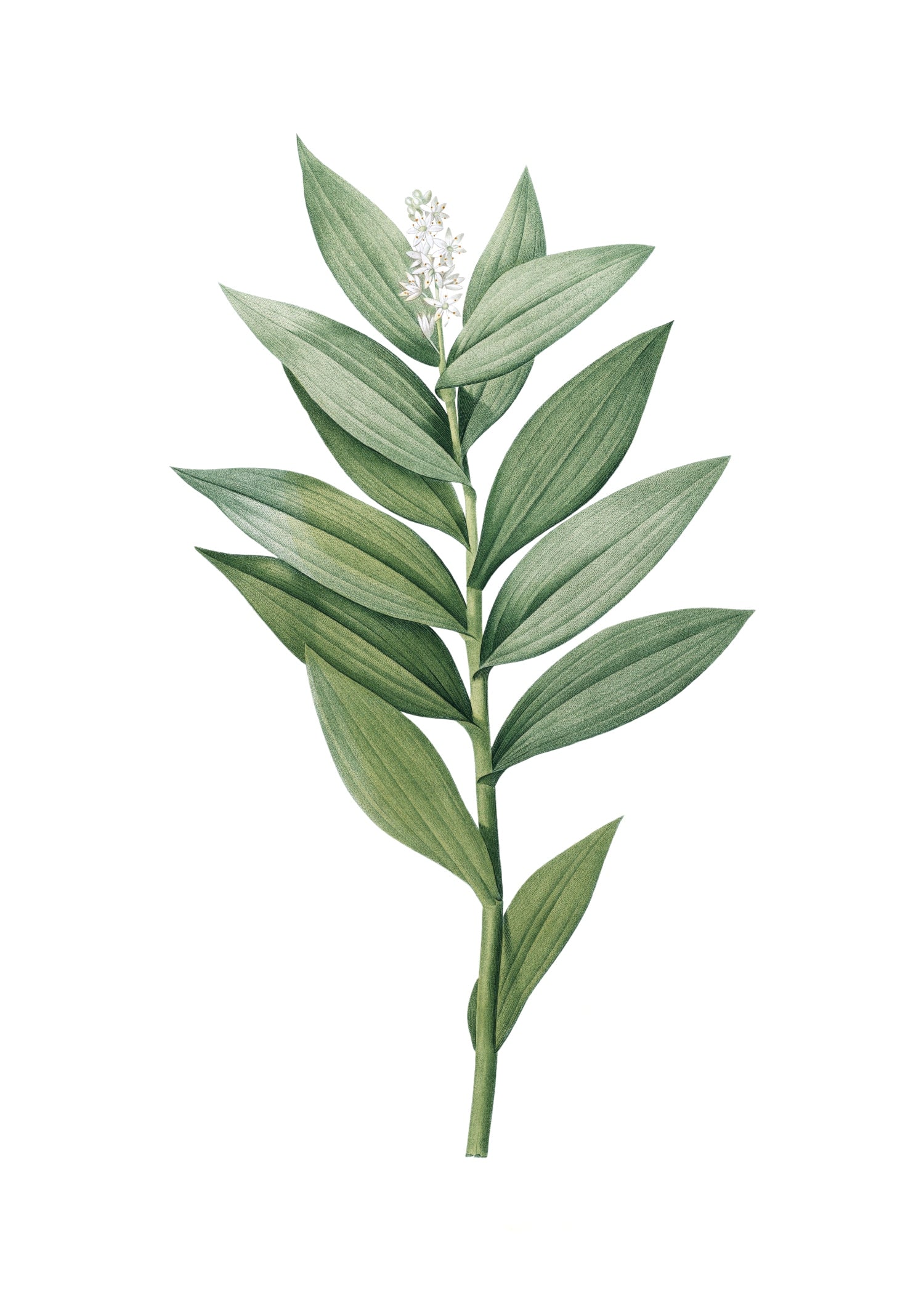 LILY 120