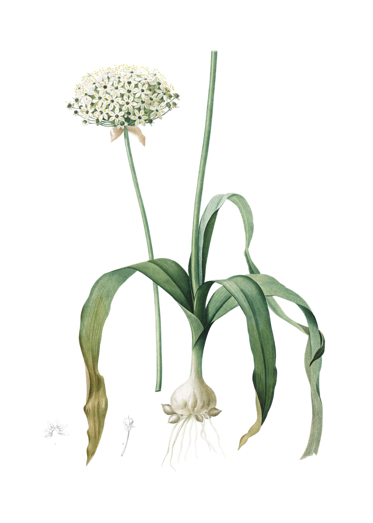 LILY 125