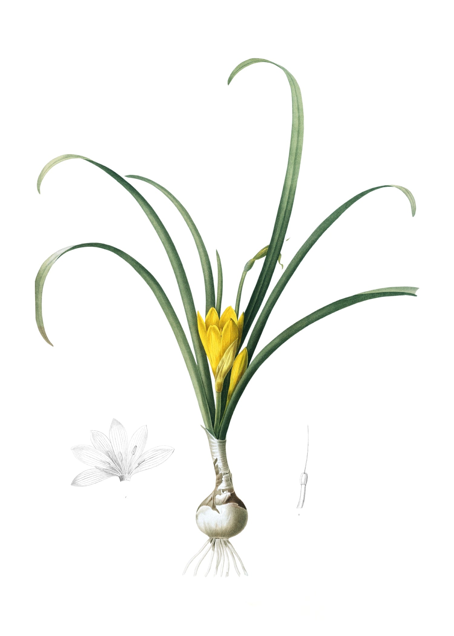 LILY 130