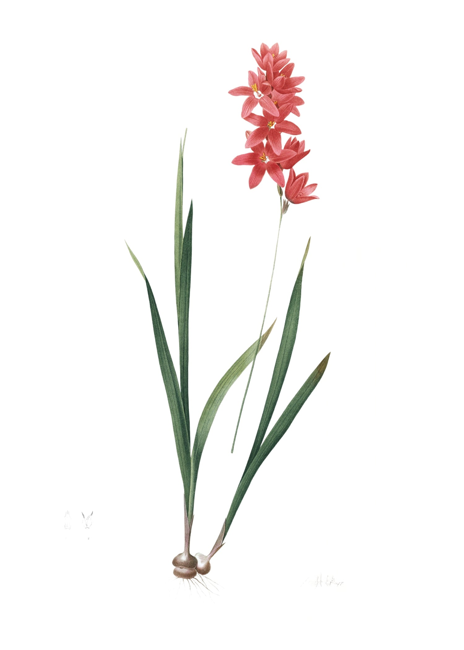 LILY 132
