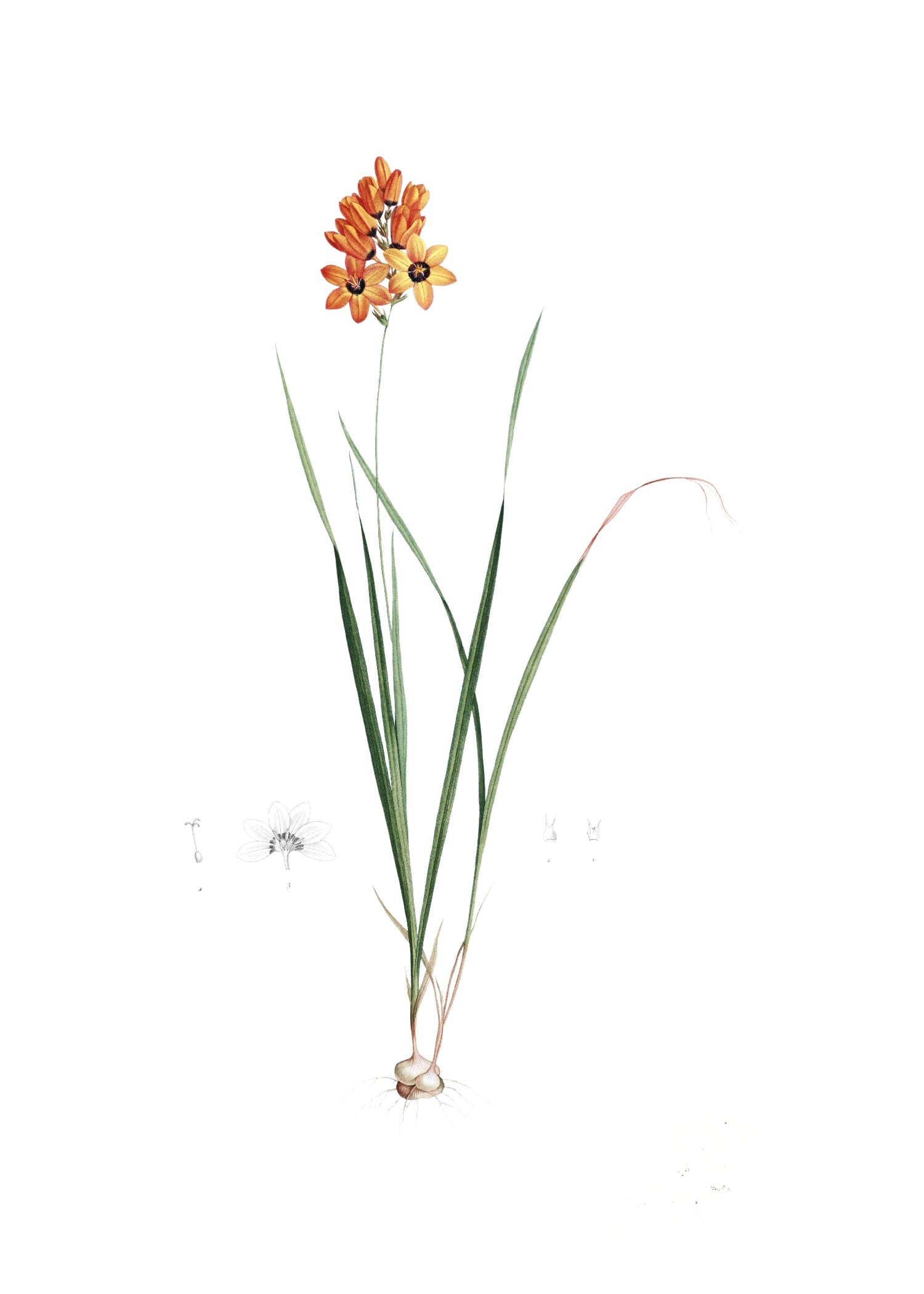 LILY 134