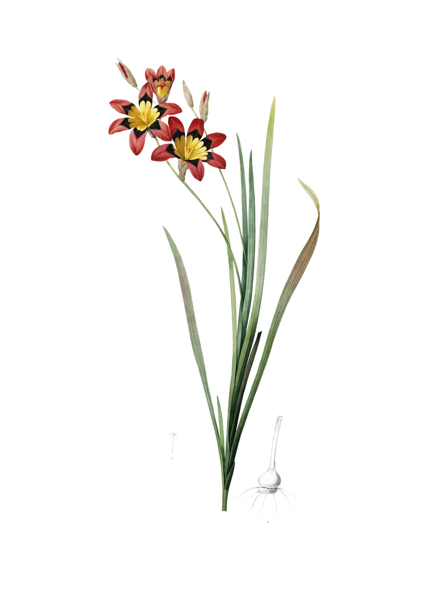LILY 138