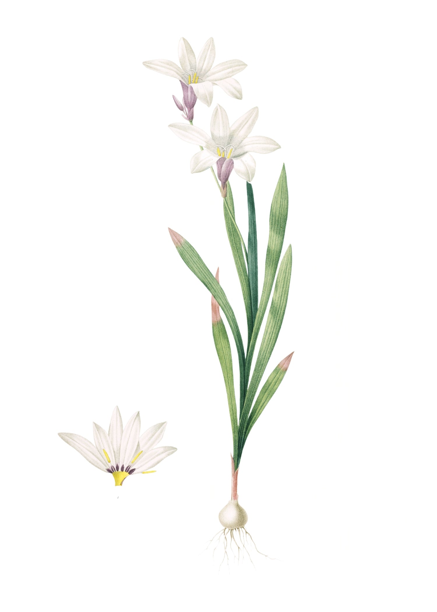 LILY 145