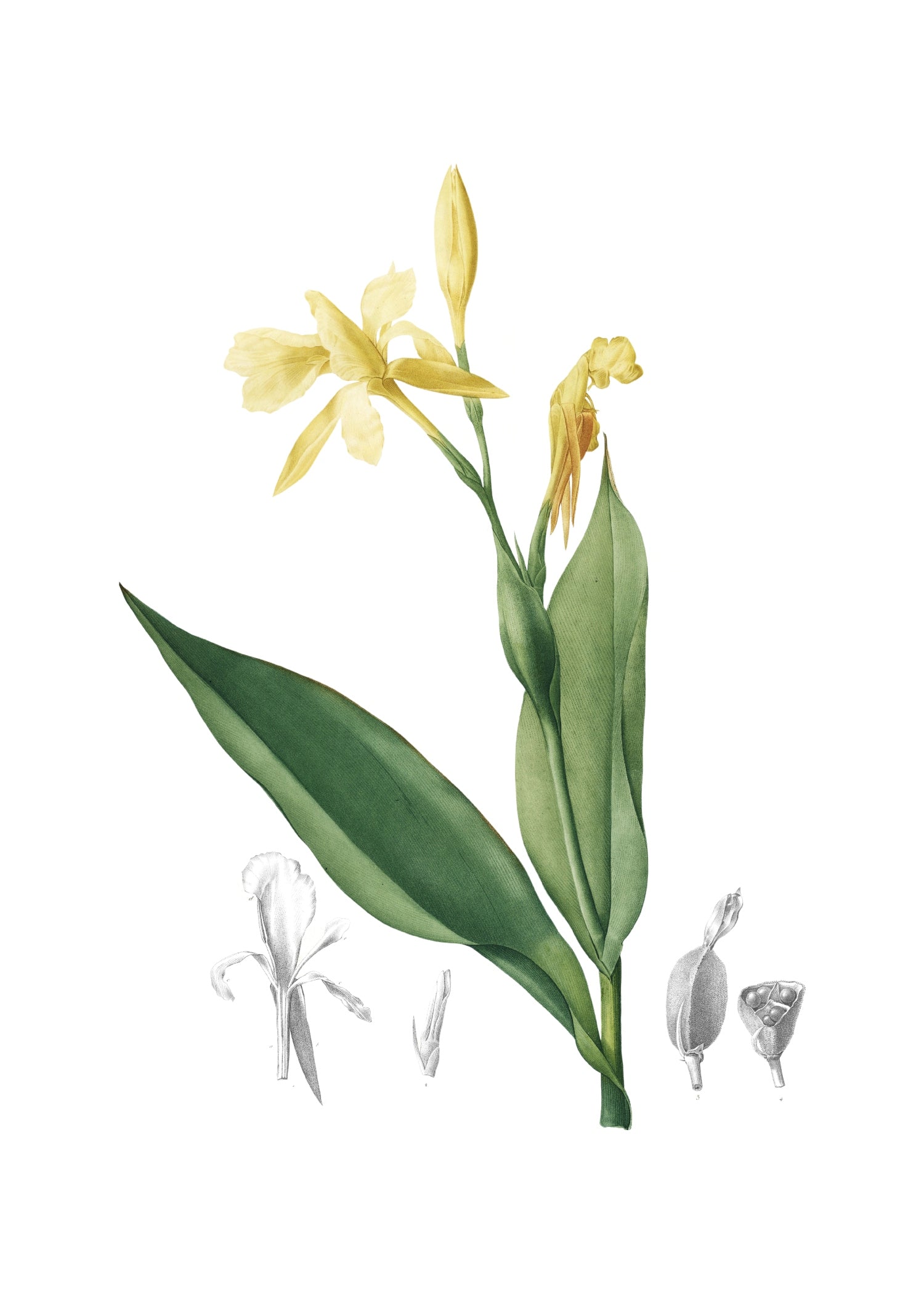 LILY 147