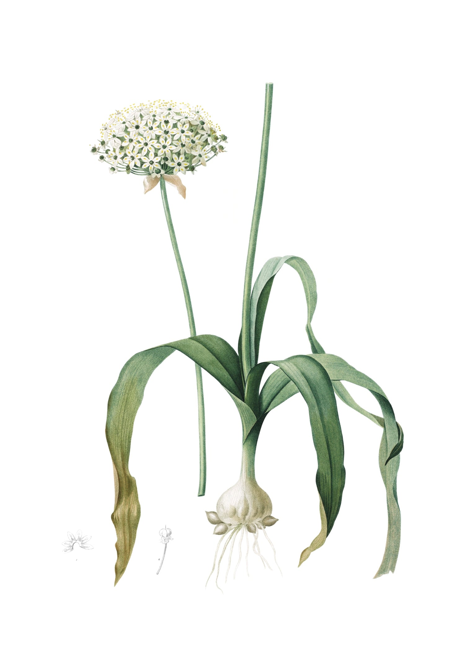 LILY 149