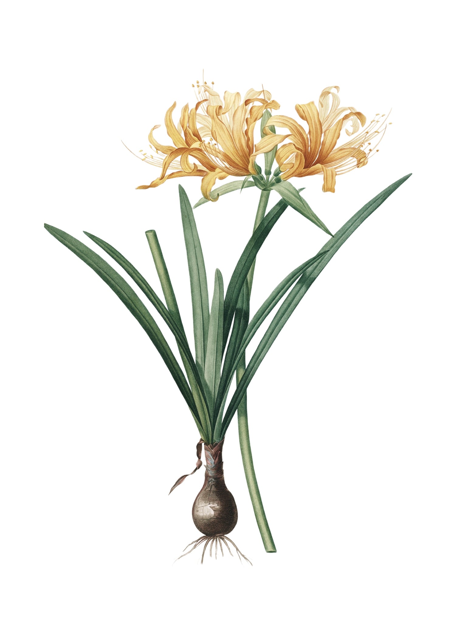 LILY 1