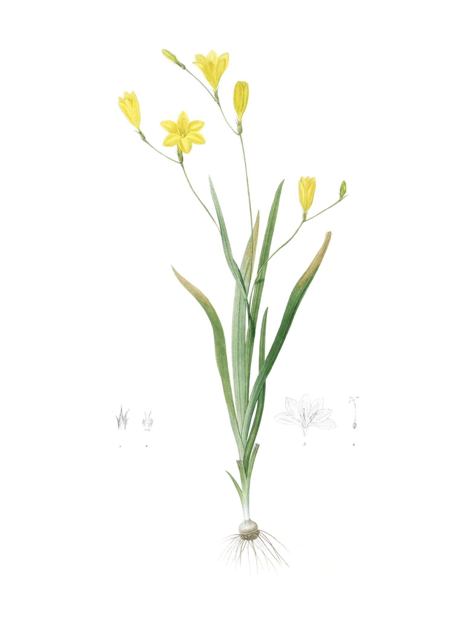LILY 26