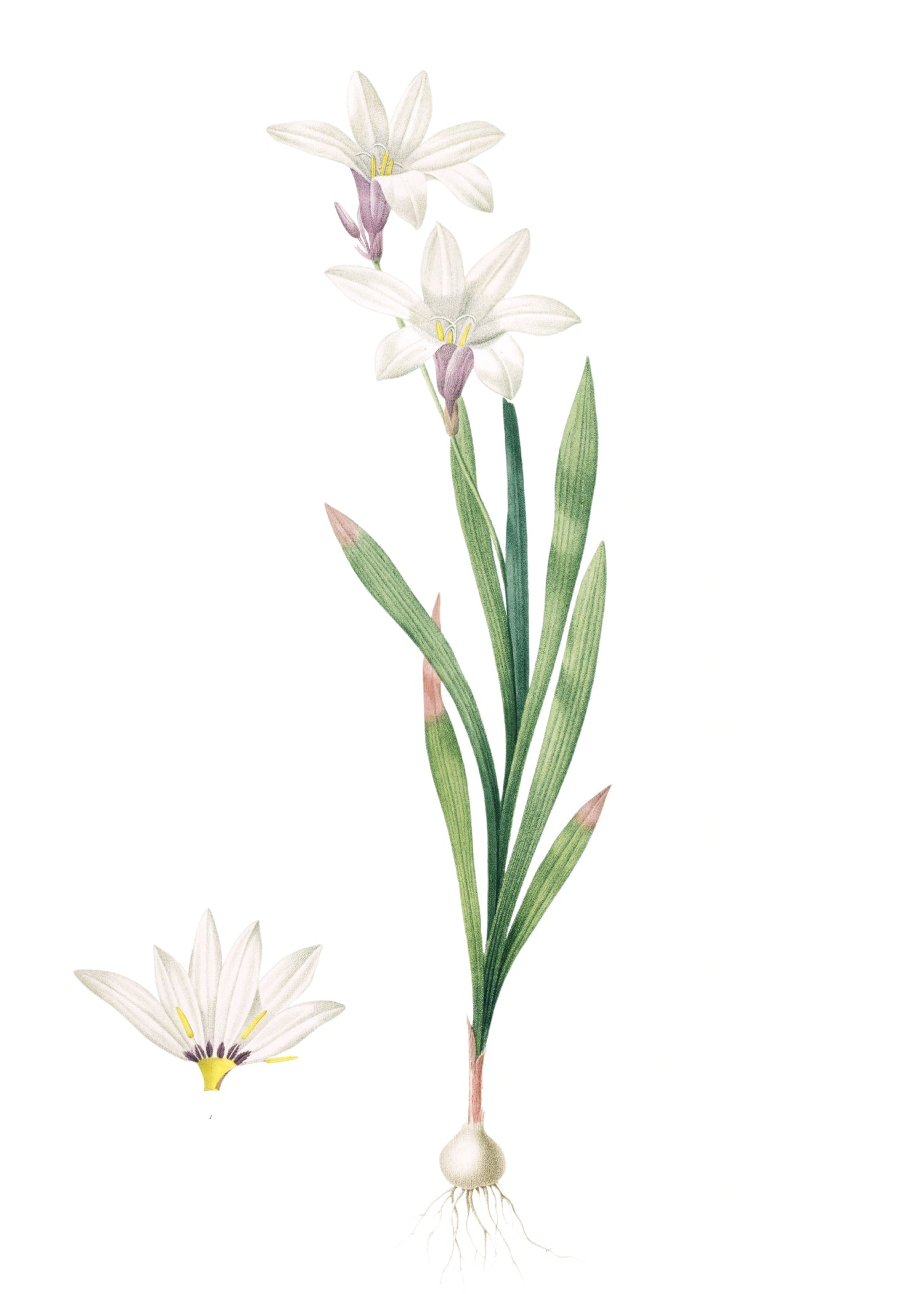 LILY 32