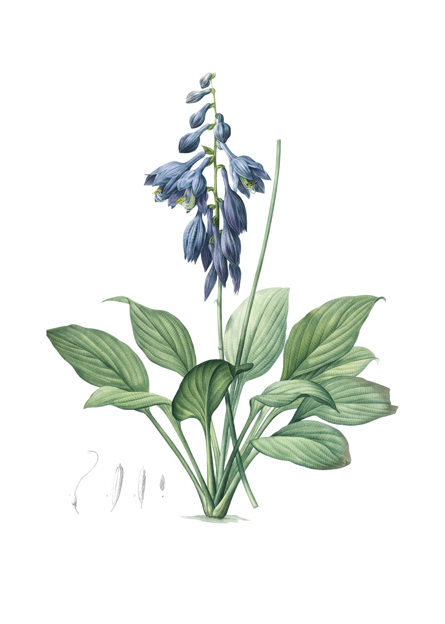 LILY 35