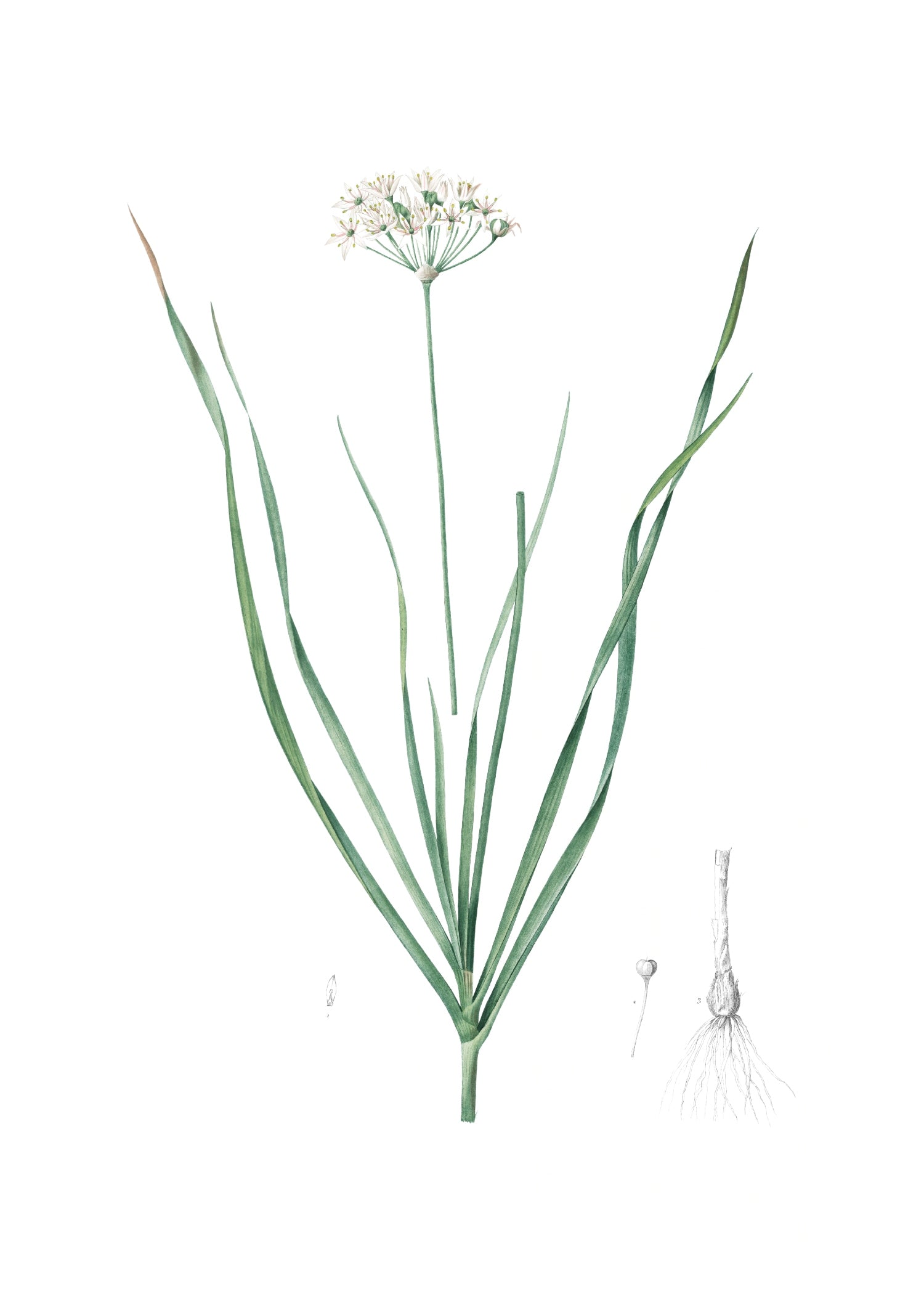 LILY 37