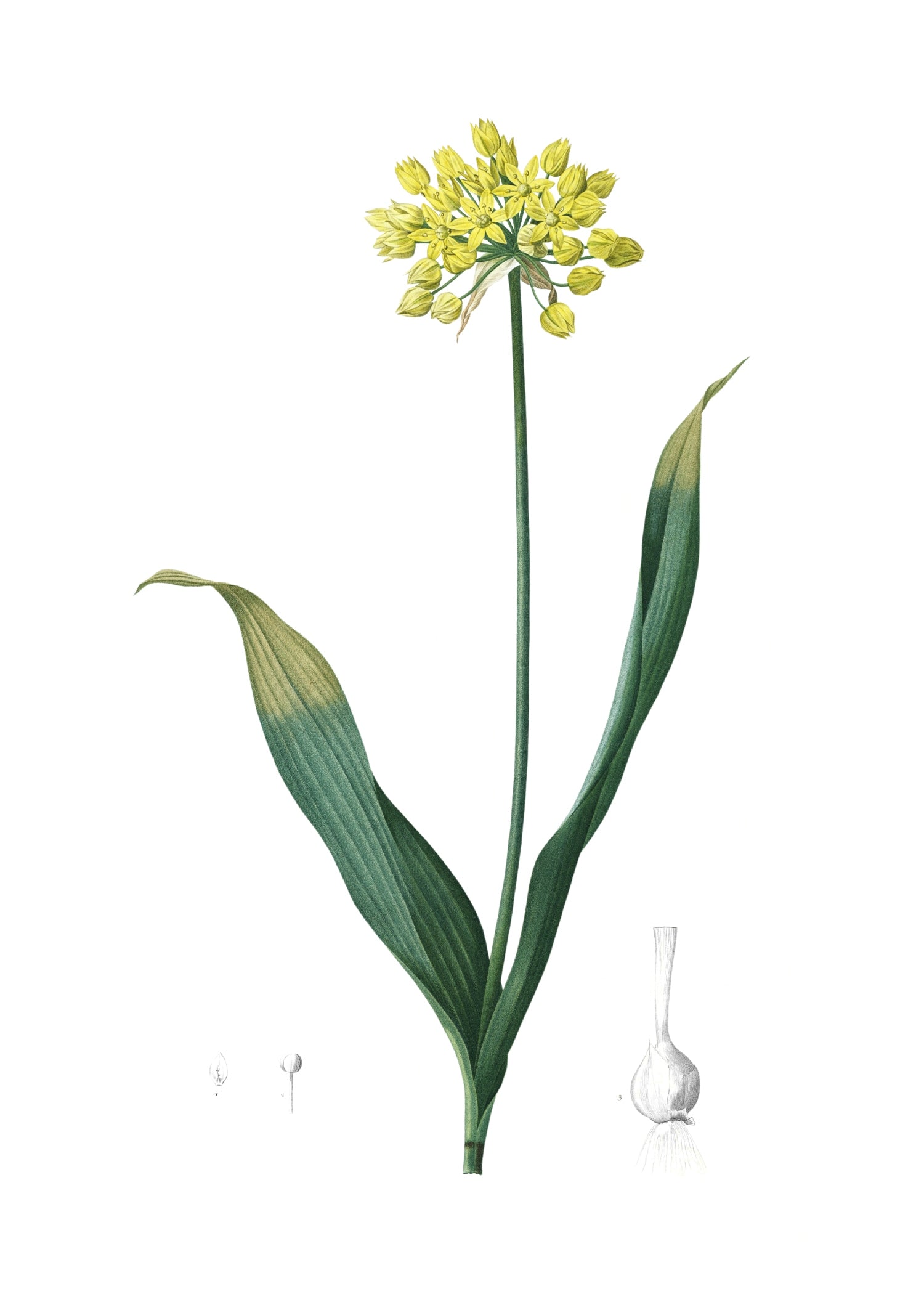 LILY 38