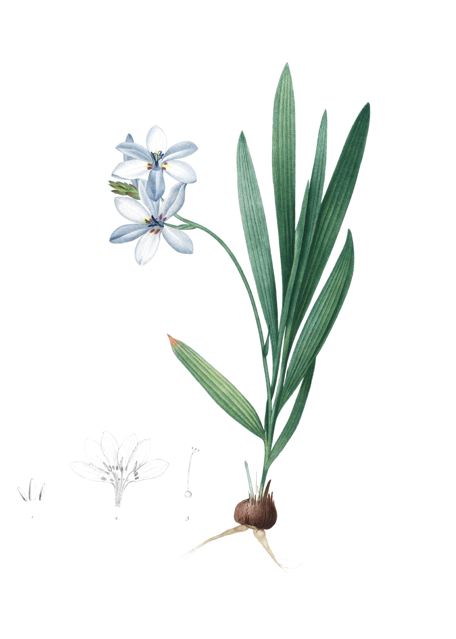 LILY 39