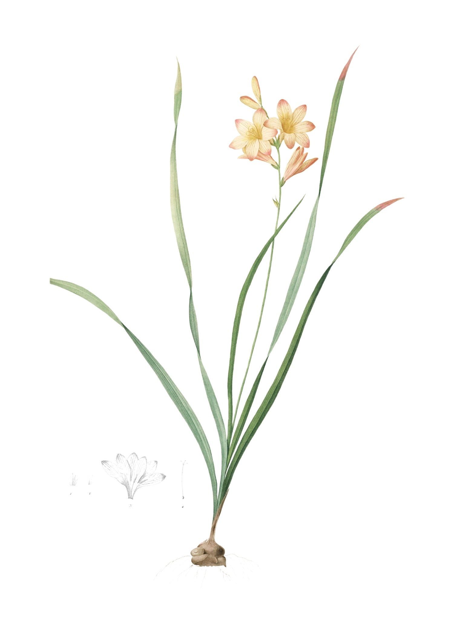LILY 3