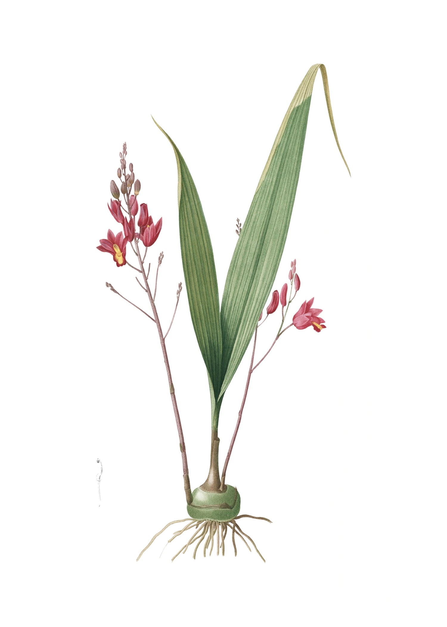 LILY 43