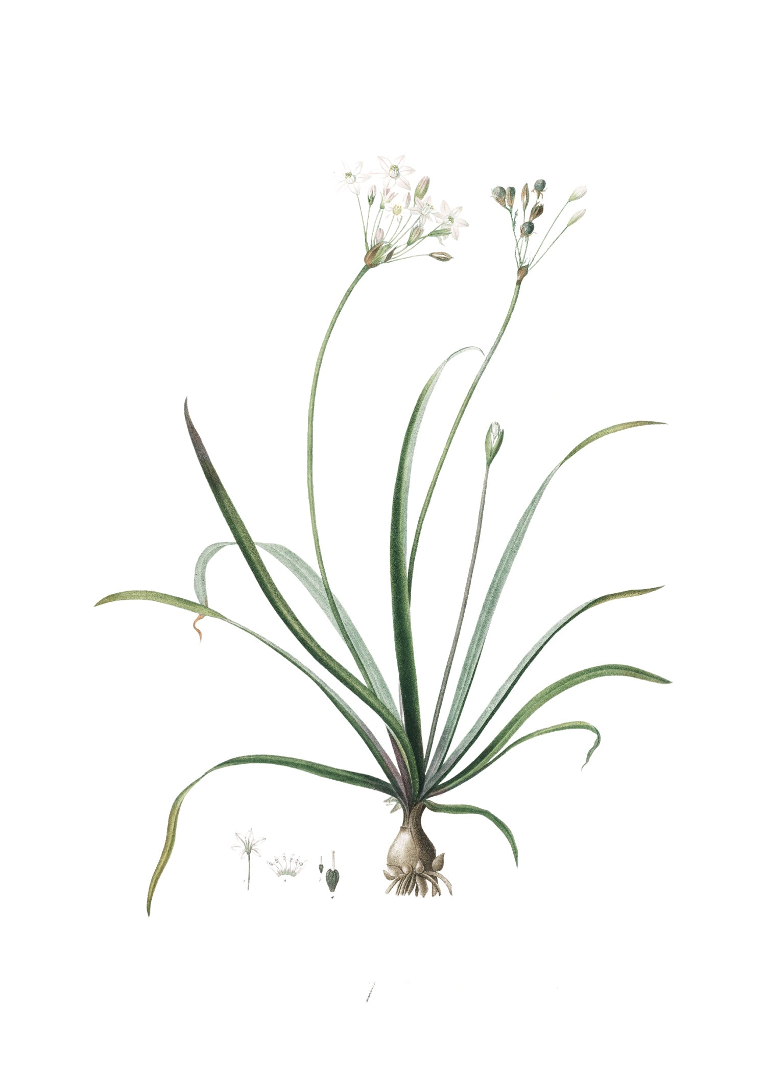 LILY 45