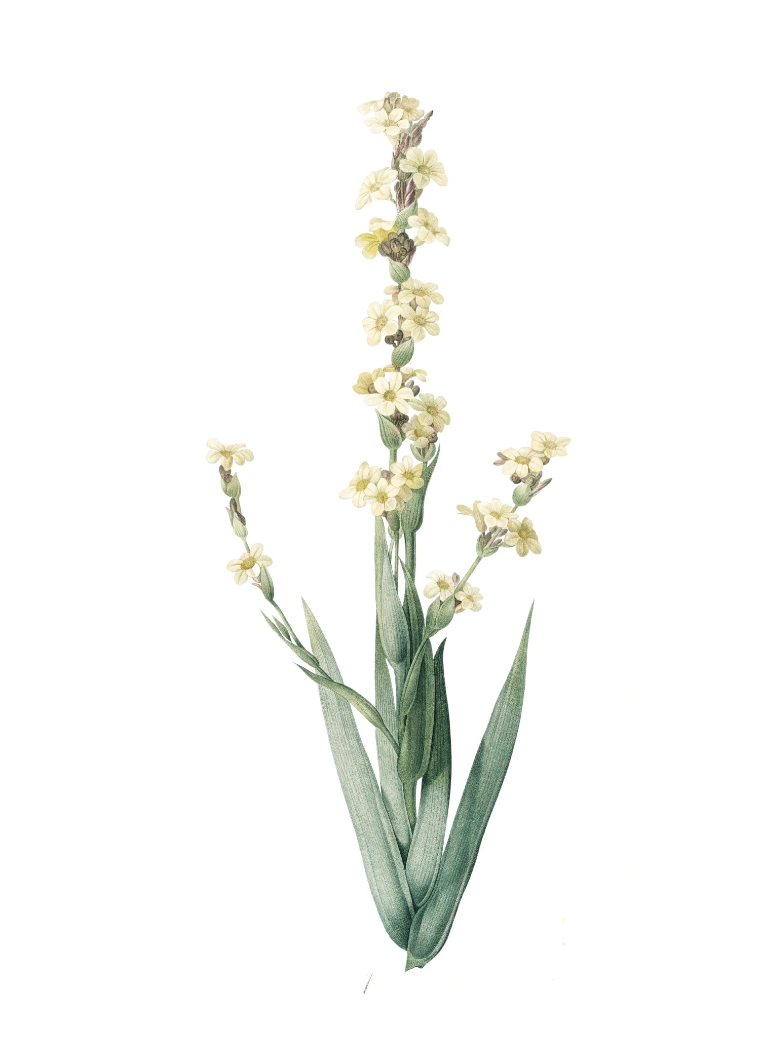 LILY 47
