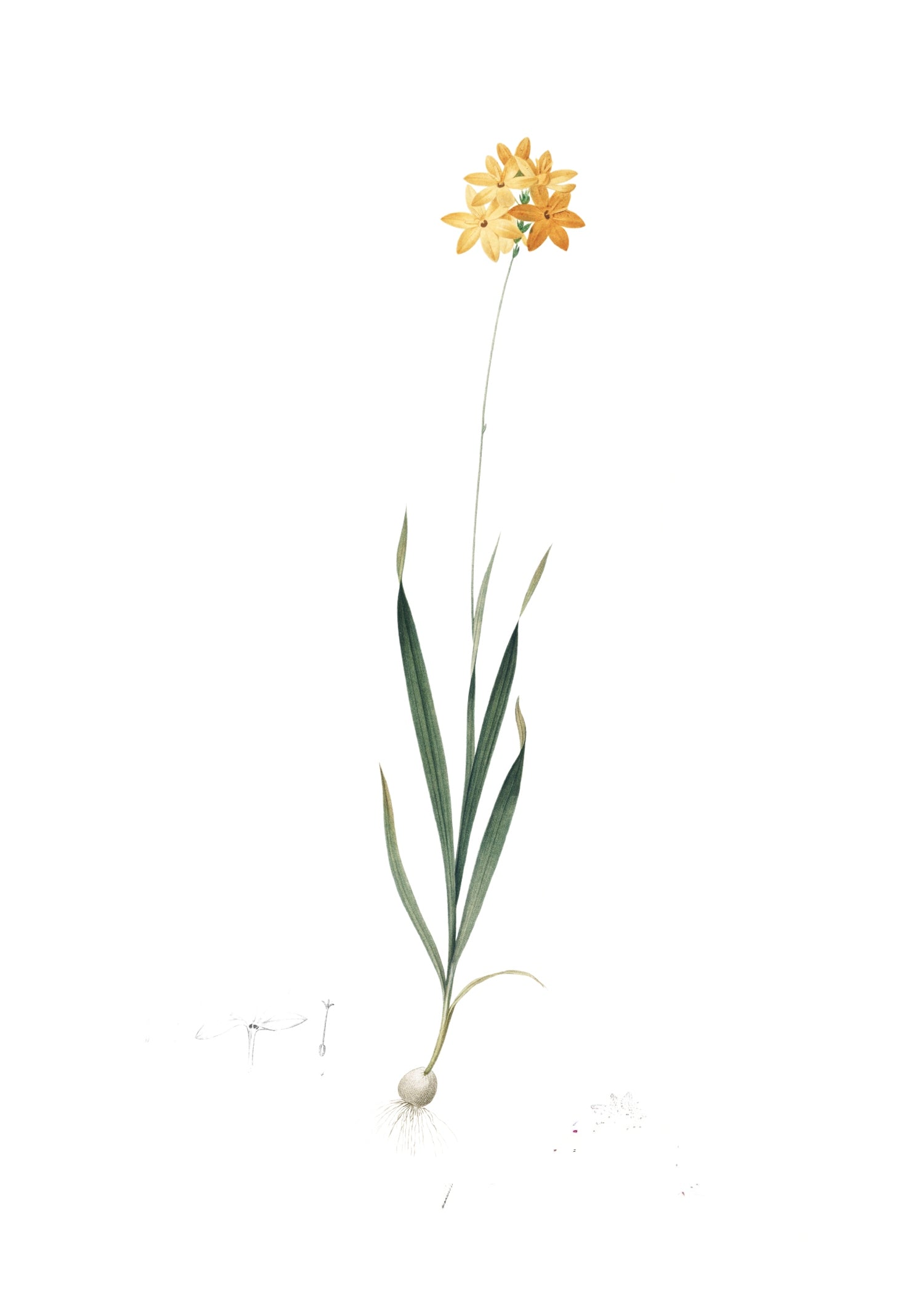 LILY 49