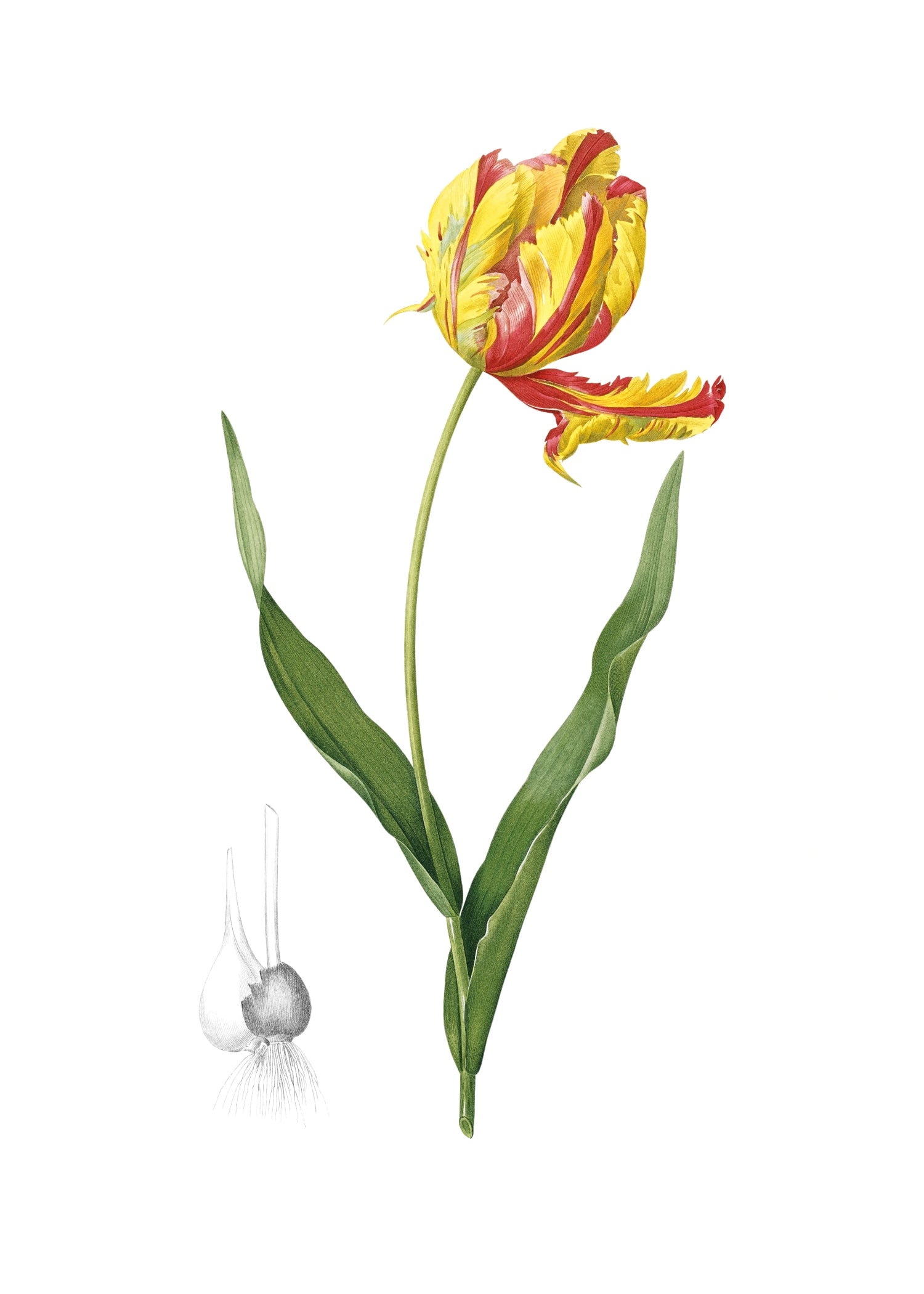LILY 52