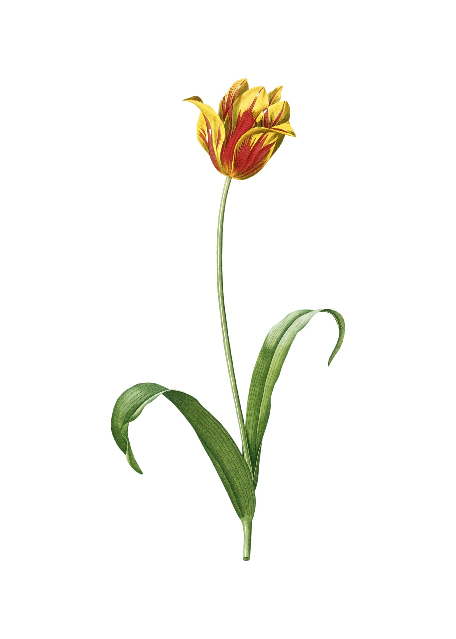 LILY 53