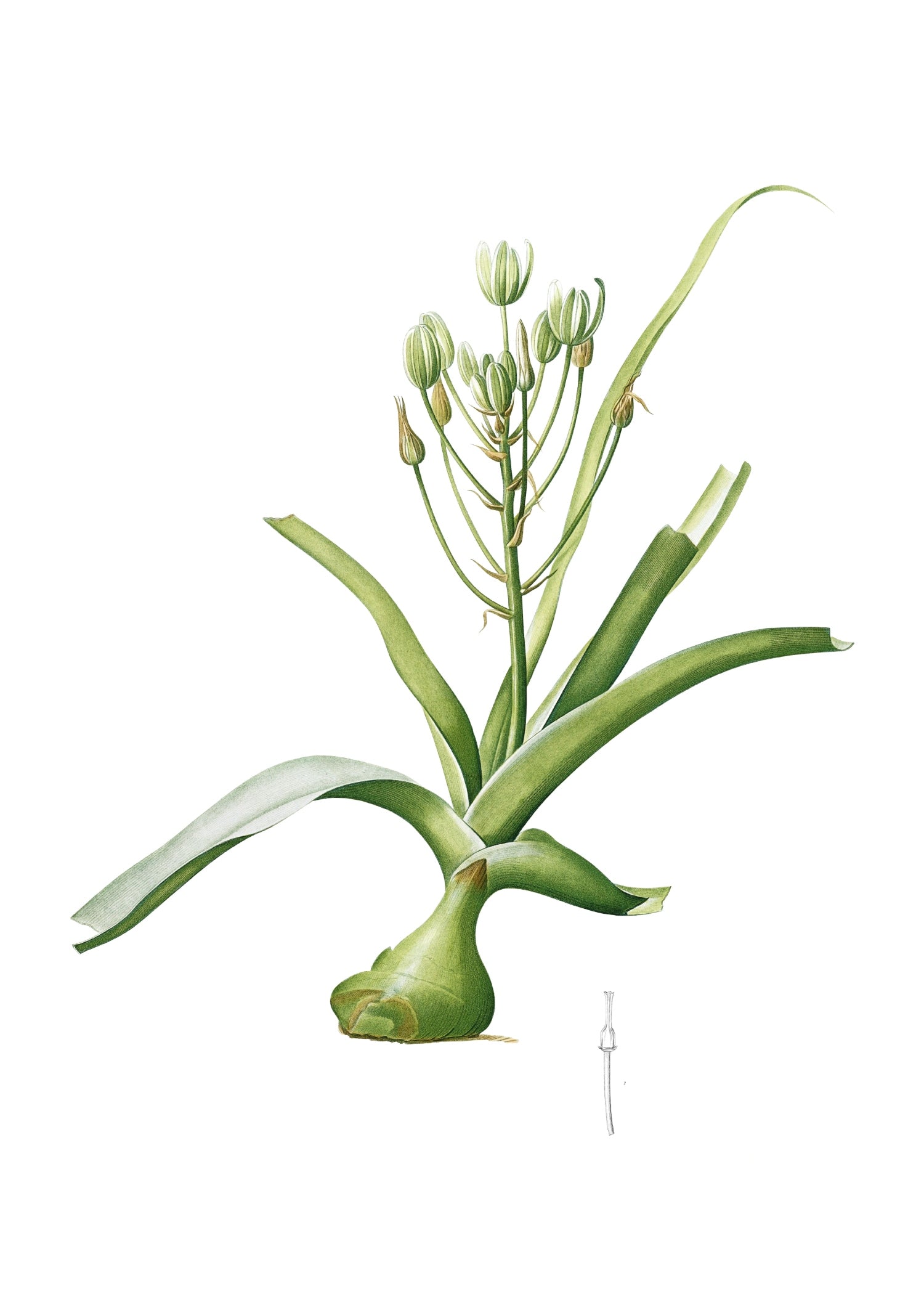 LILY 54