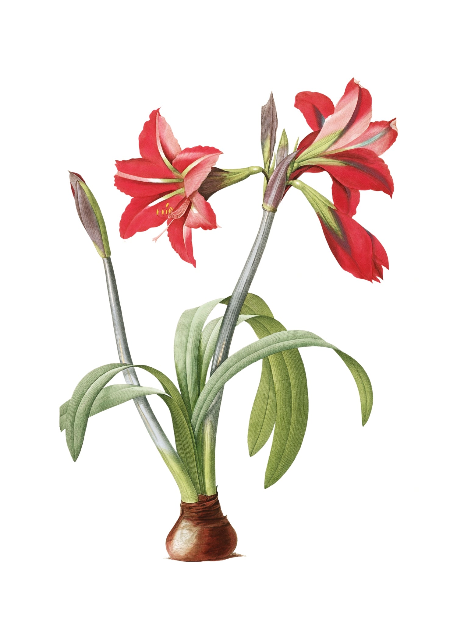 LILY 56