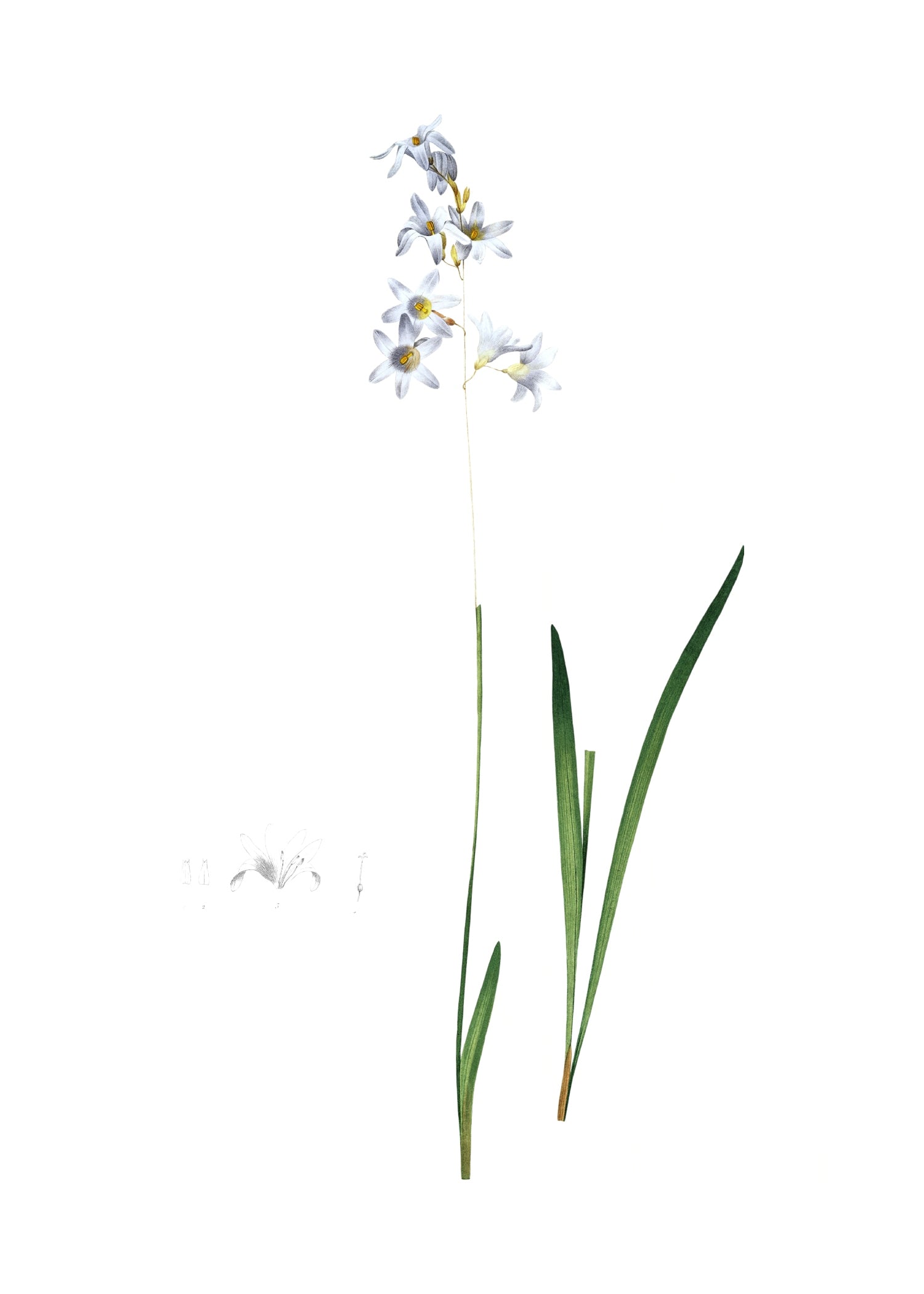 LILY 59