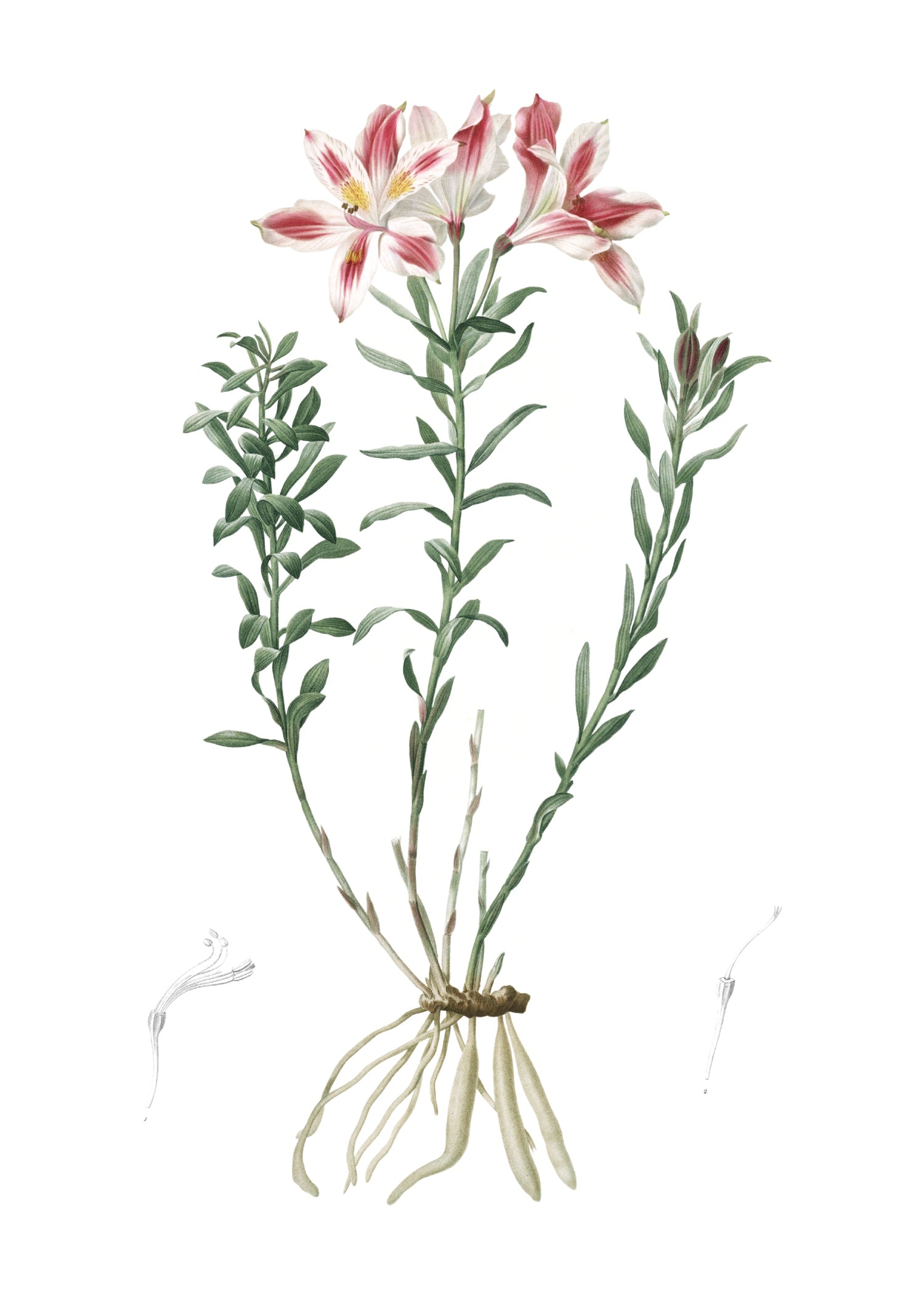 LILY 5