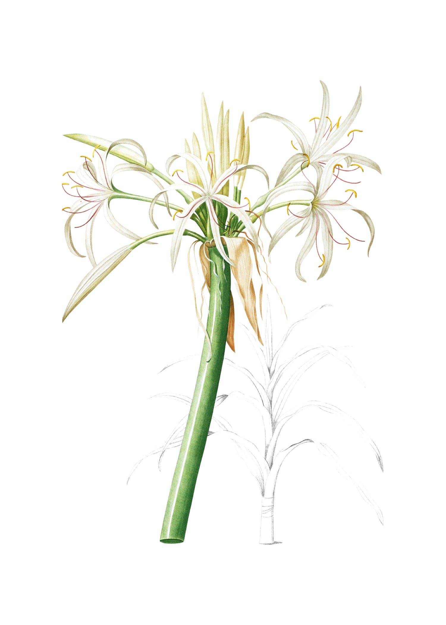 LILY 61