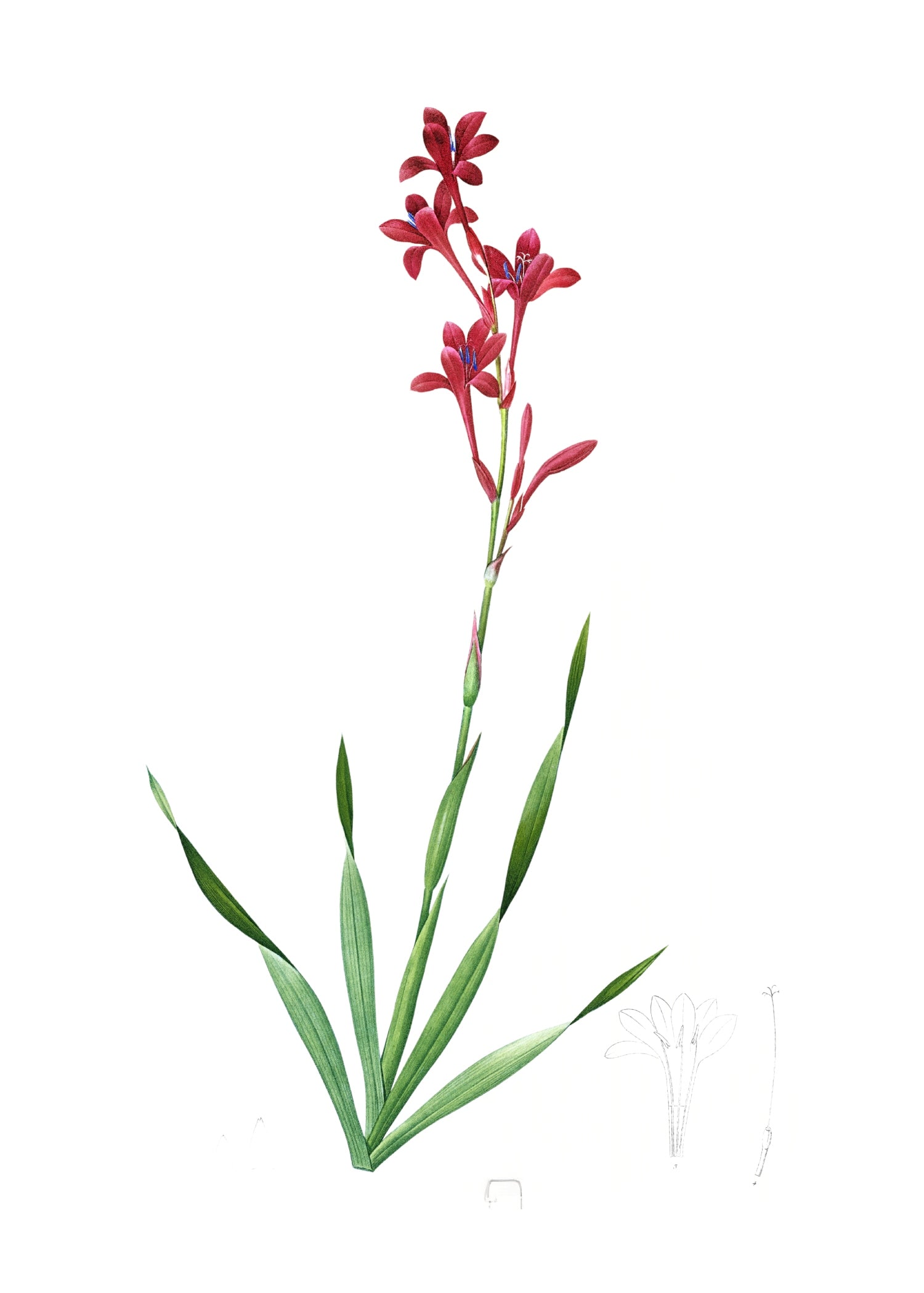 LILY 63