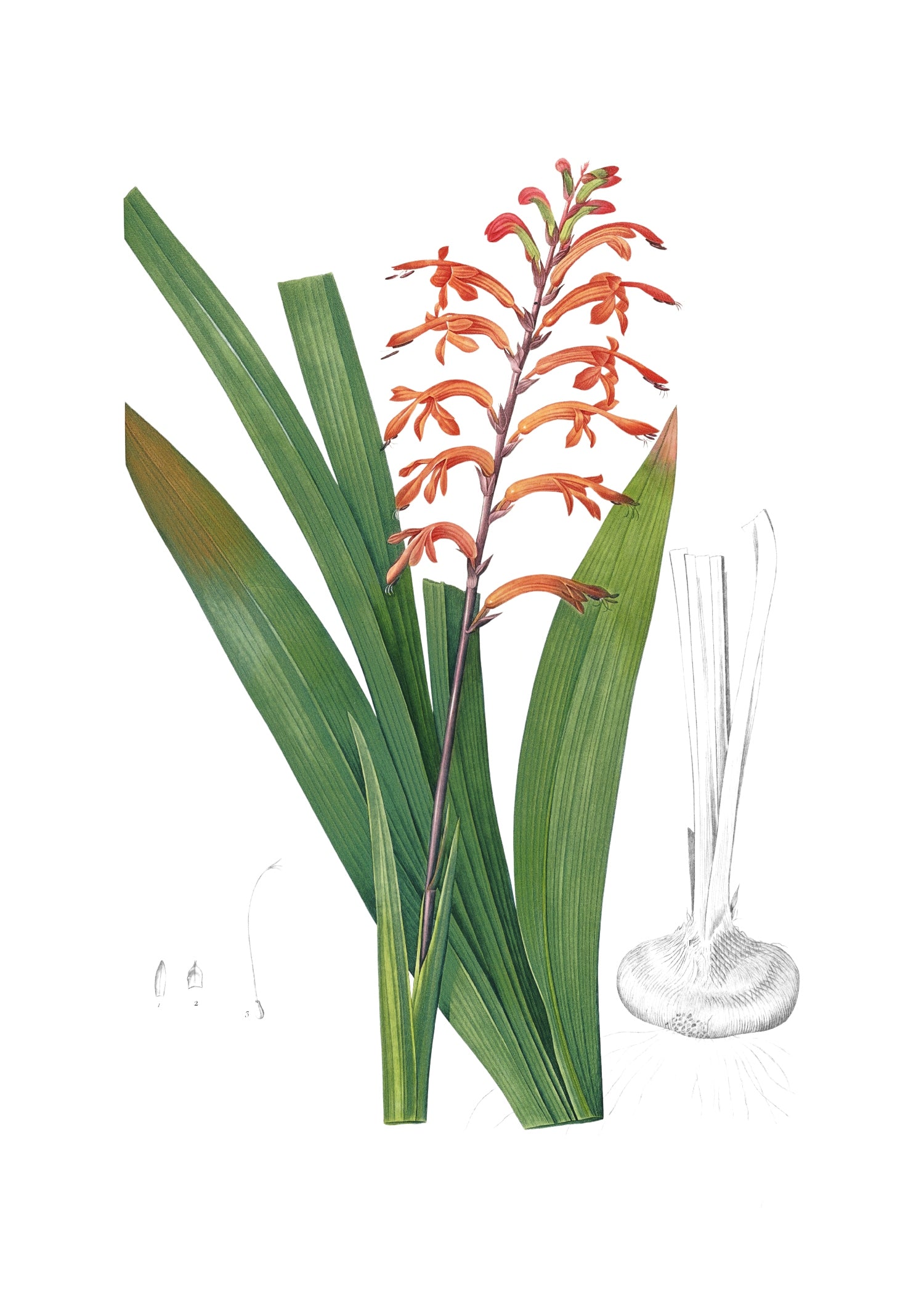 LILY 65