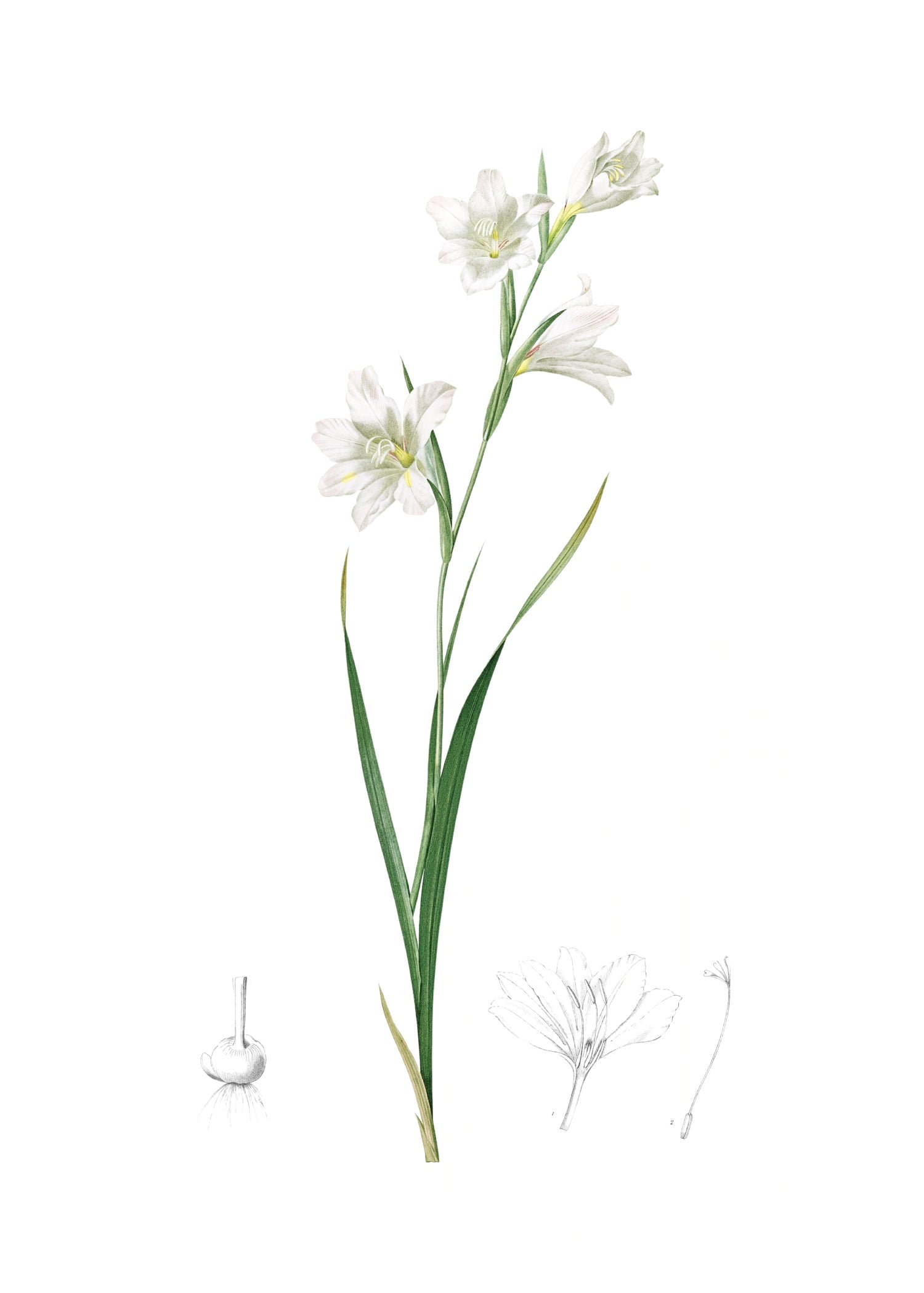 LILY 67