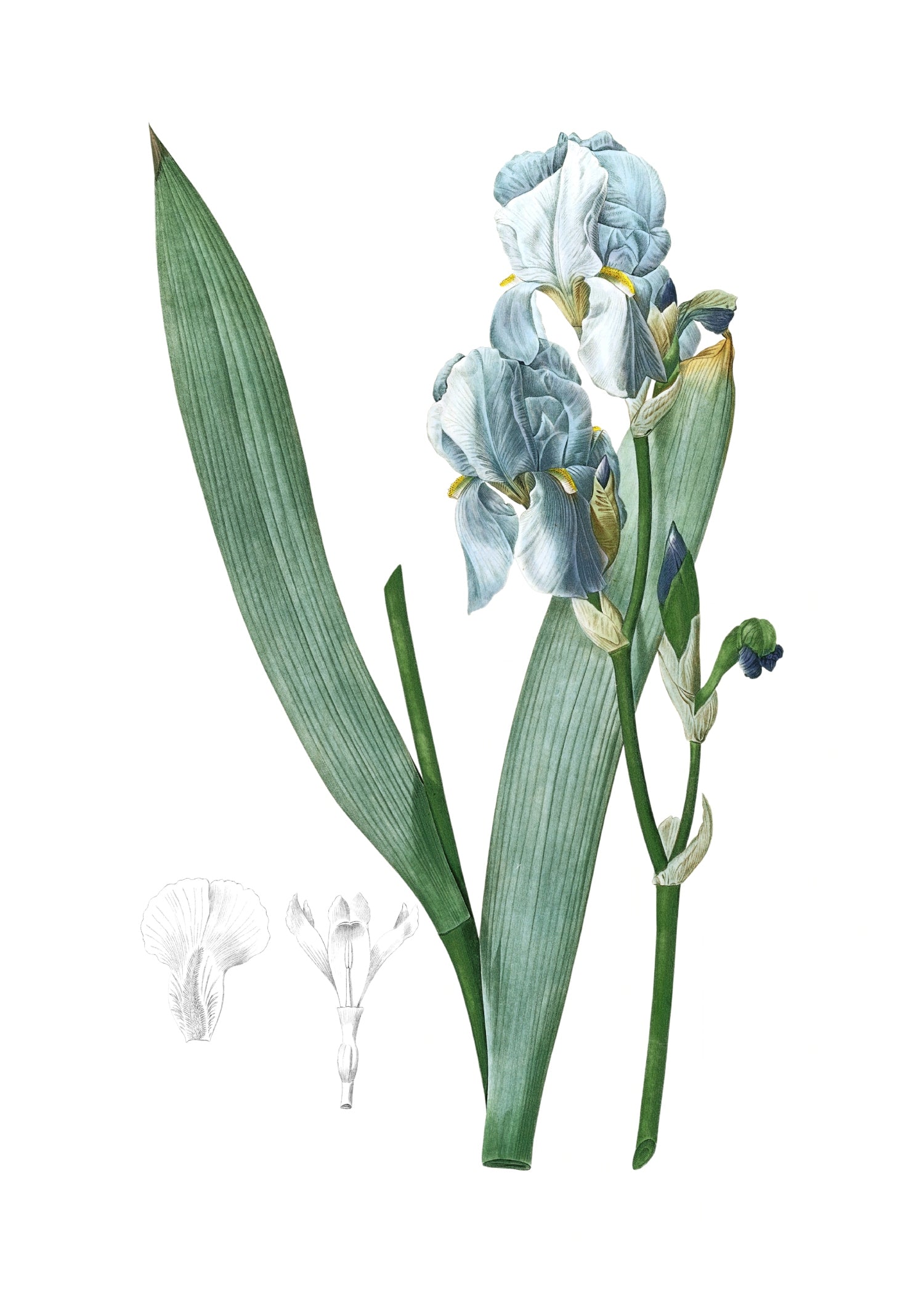 LILY 70
