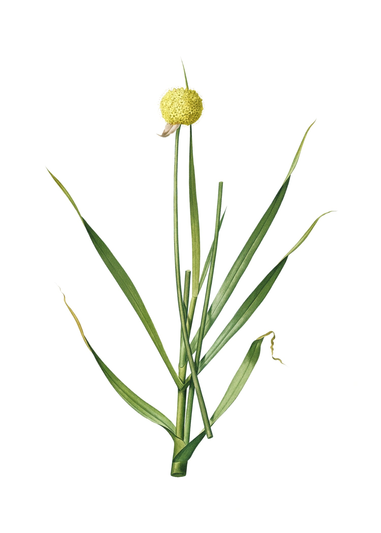 LILY 72