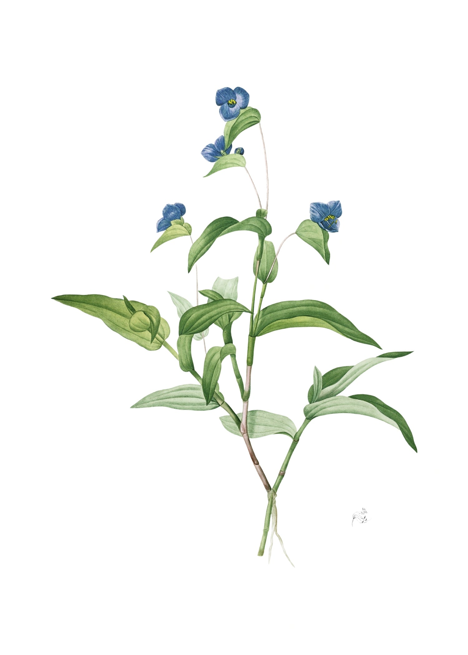 LILY 73