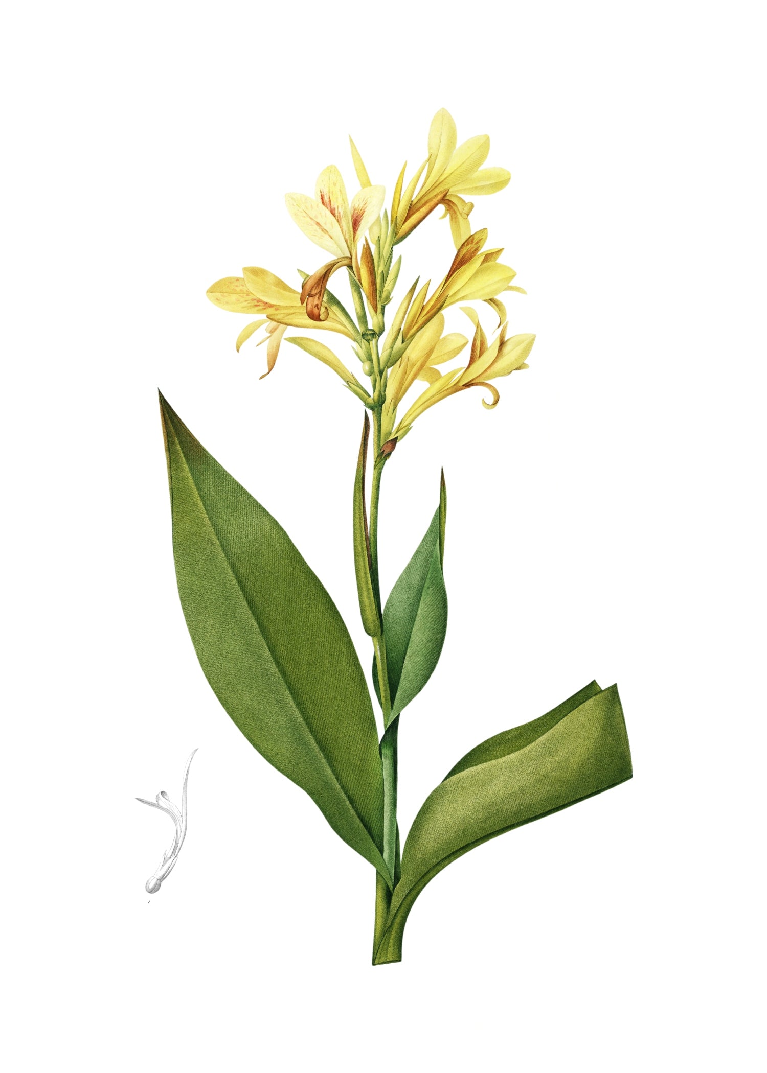 LILY 76