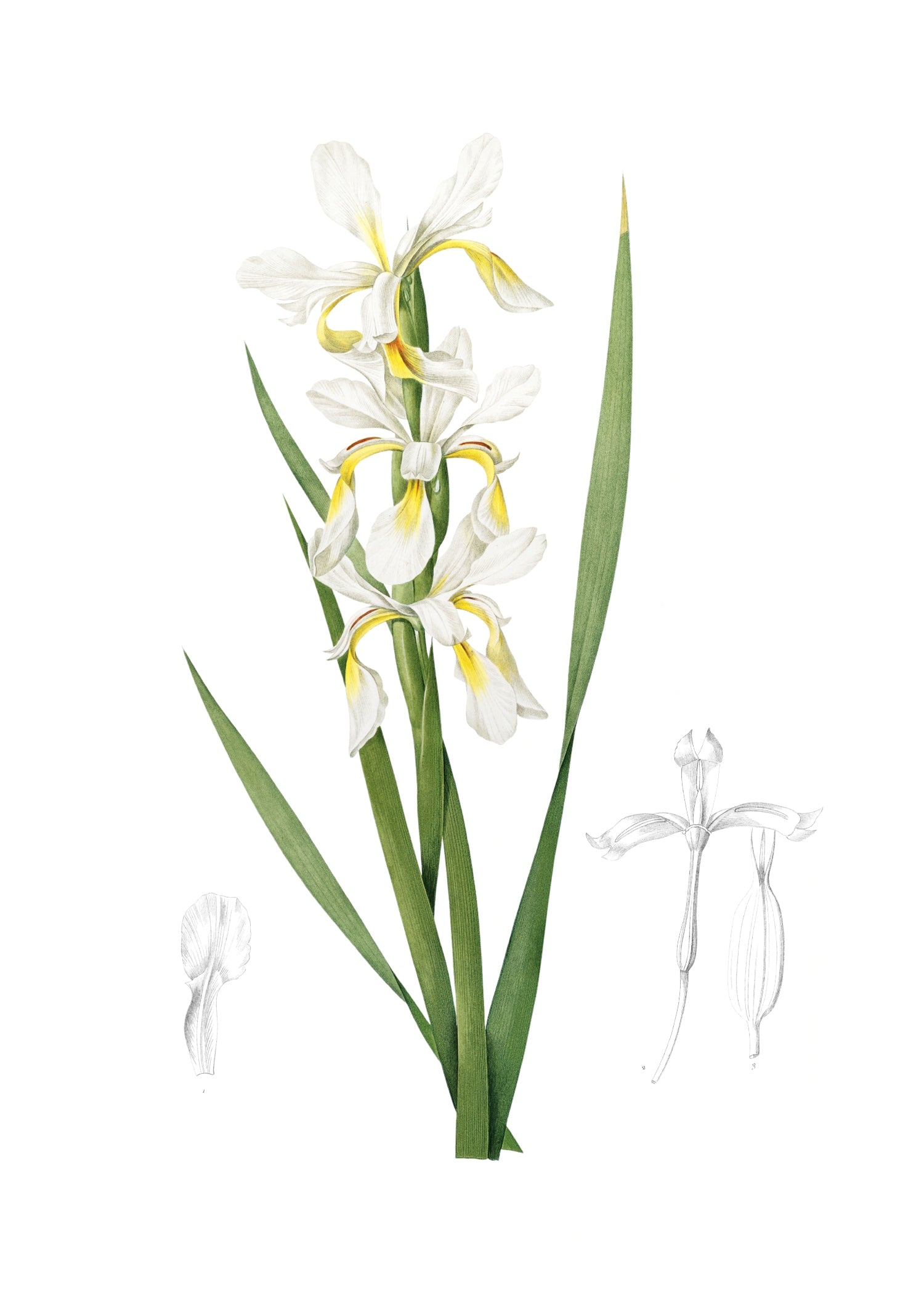 LILY 77