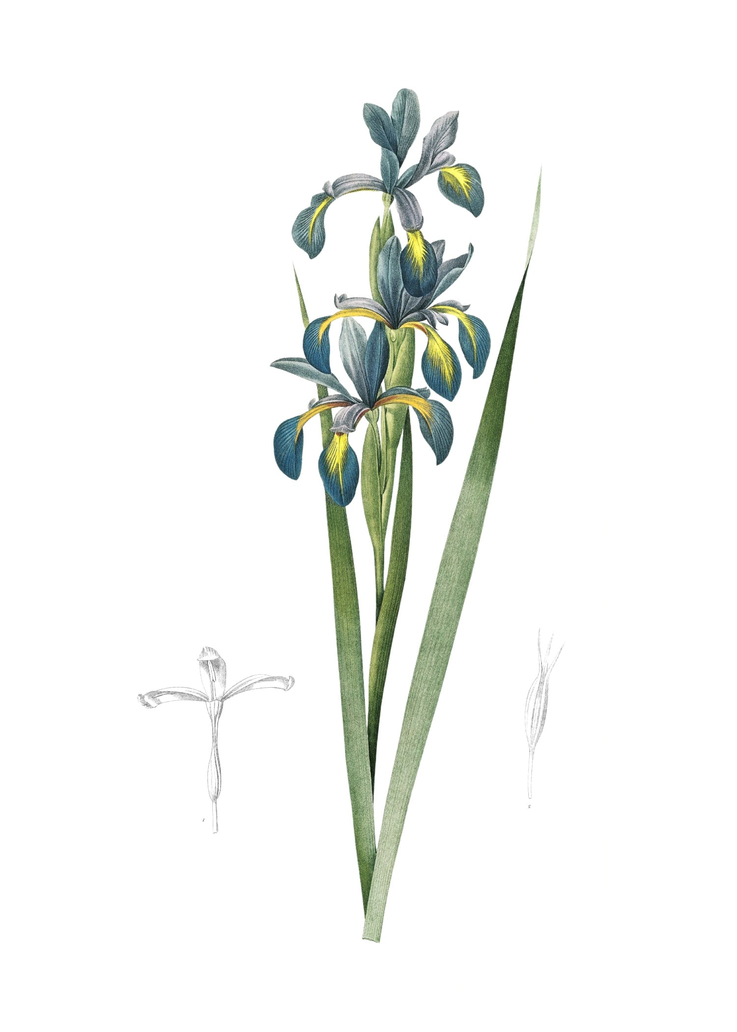 LILY 78