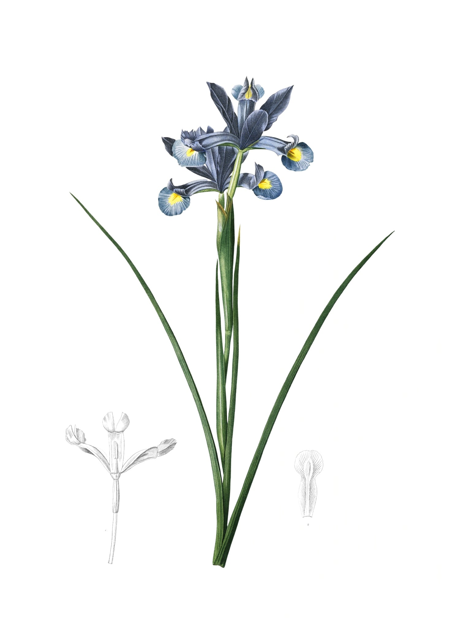 LILY 83