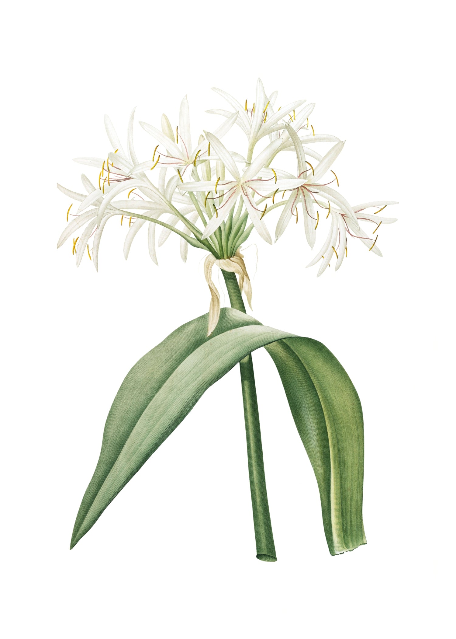 LILY 84