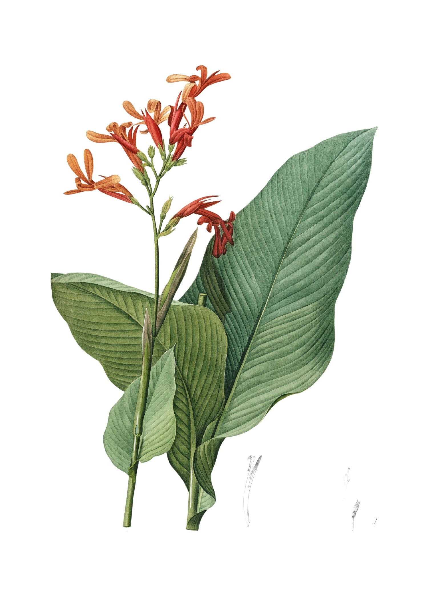 LILY 85