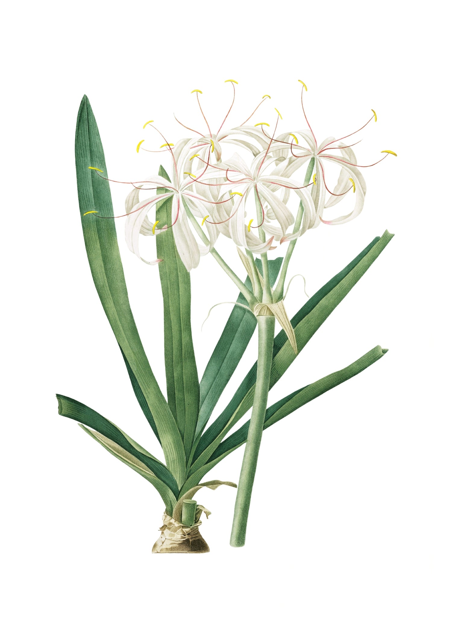 LILY 86