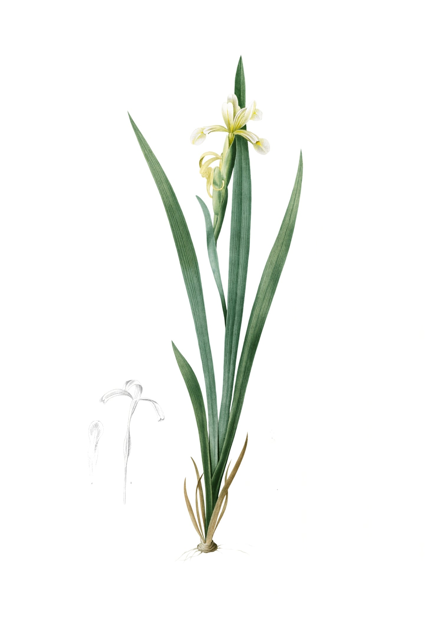 LILY 89