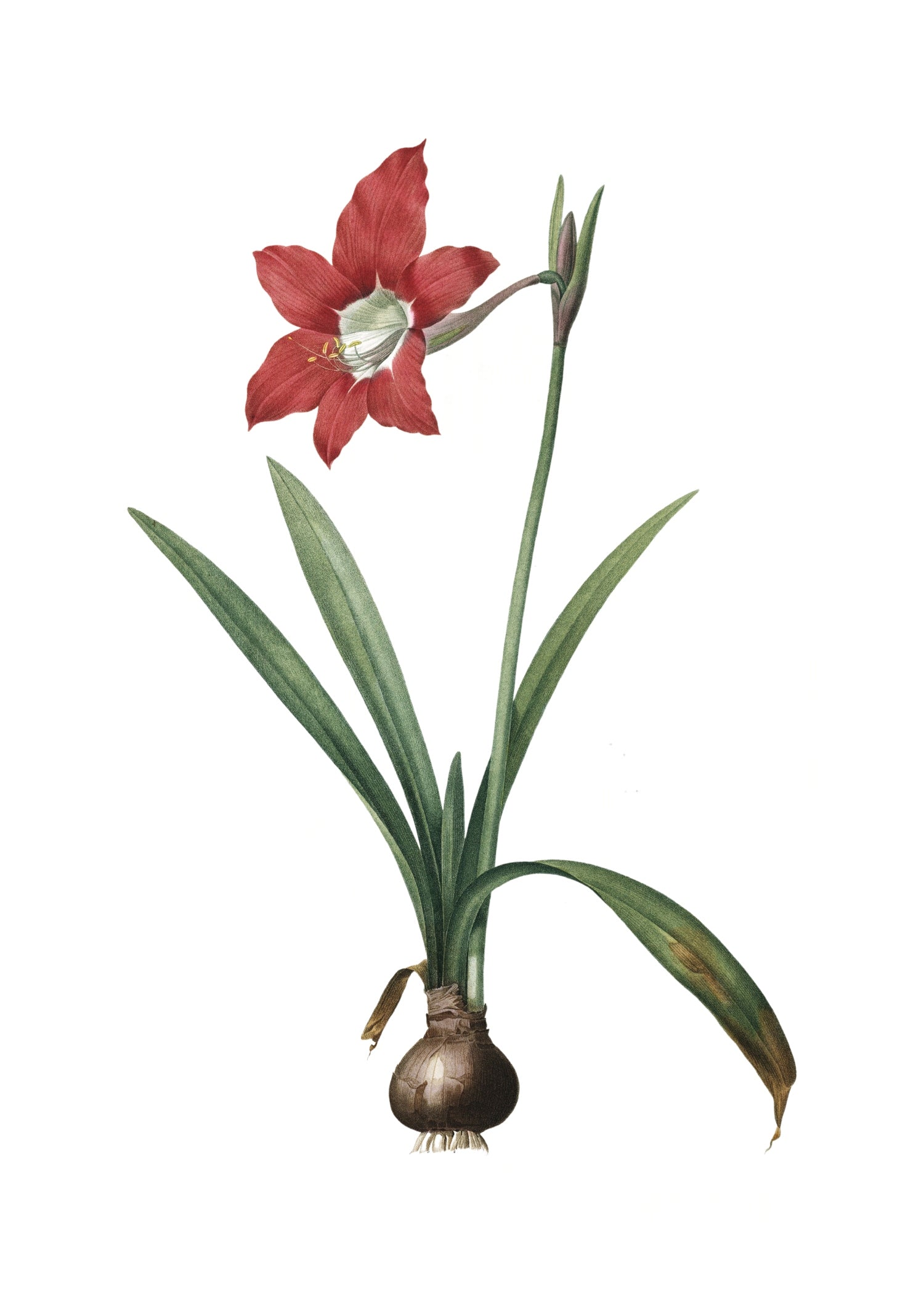 LILY 9