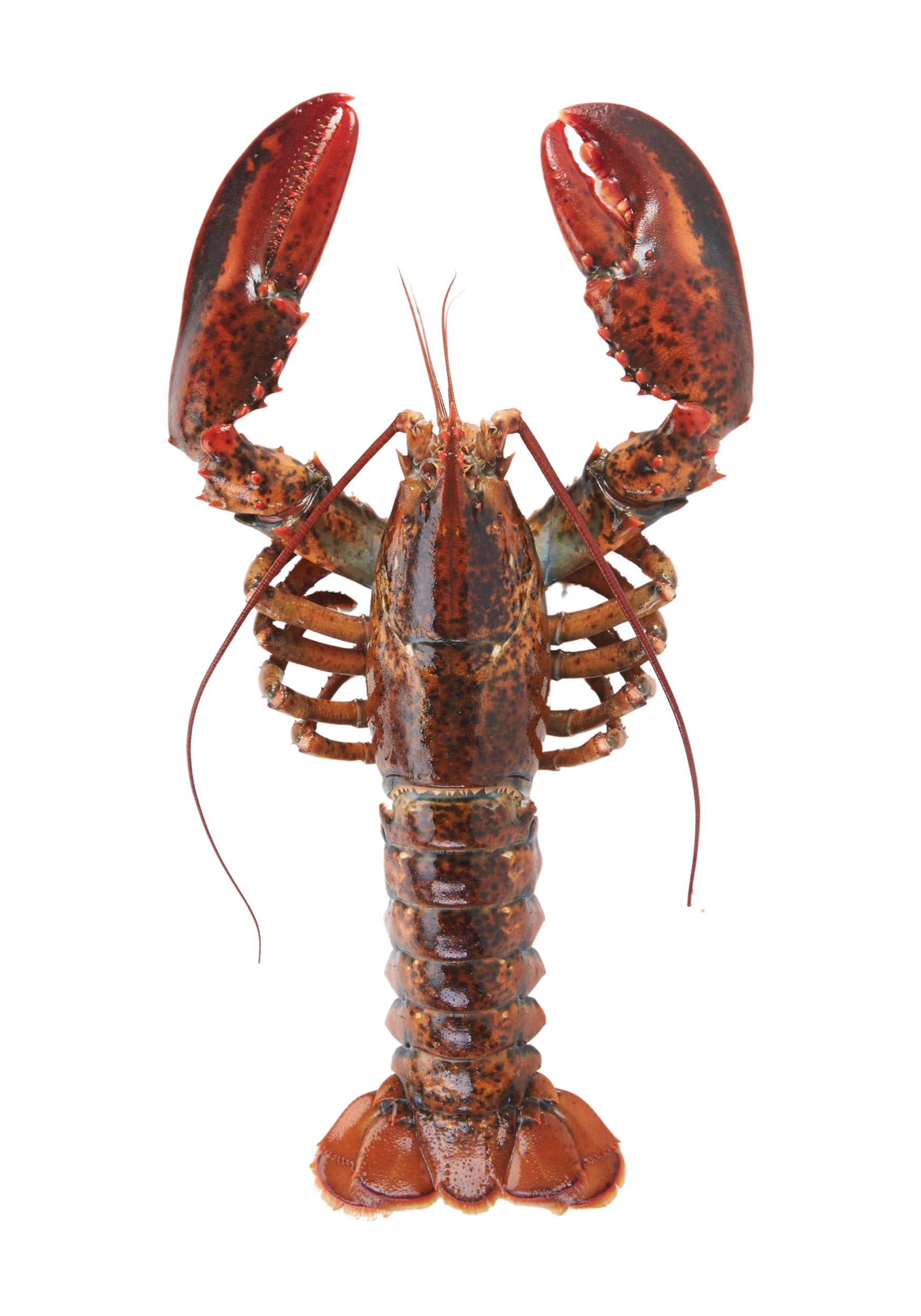 LOBSTER 6