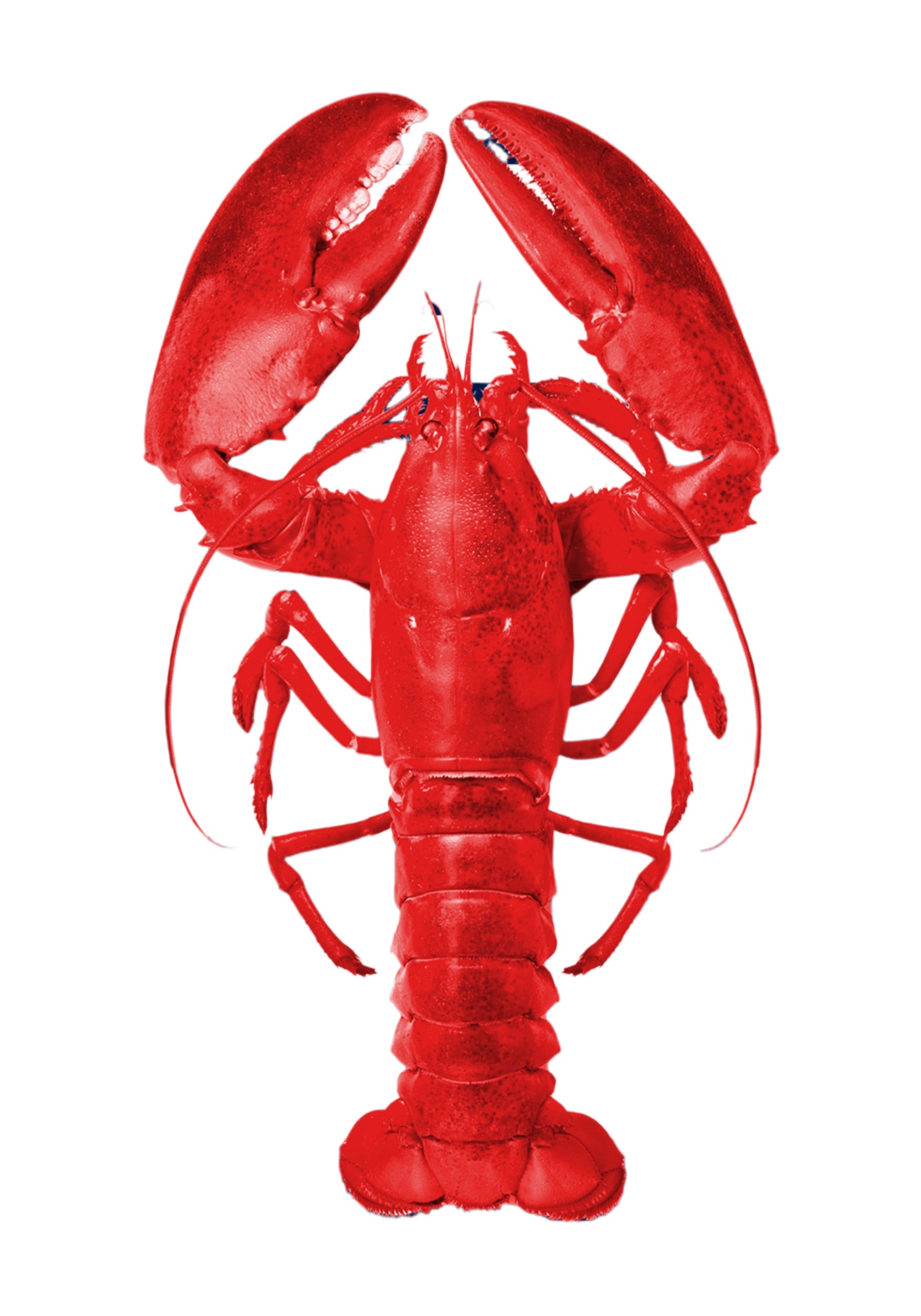 LOBSTER 5
