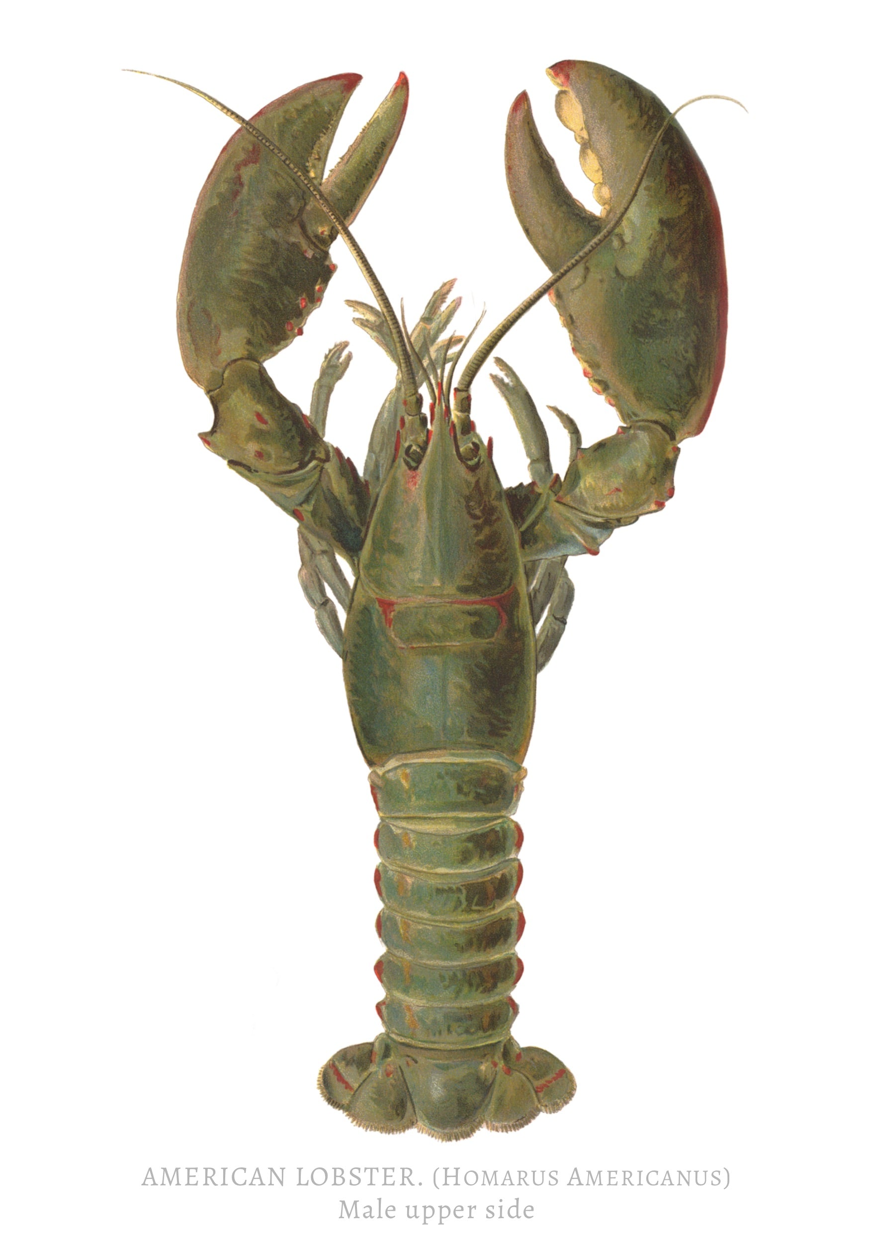 LOBSTER 1