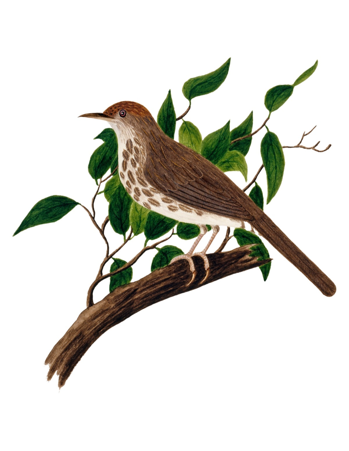 BIRDS OF INDIA 1